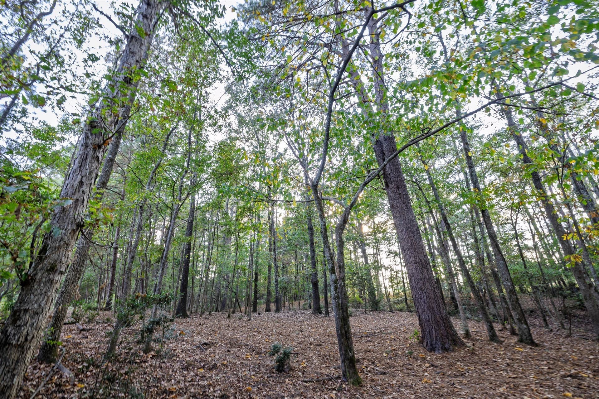 100 acres in Shelby County - photo 29