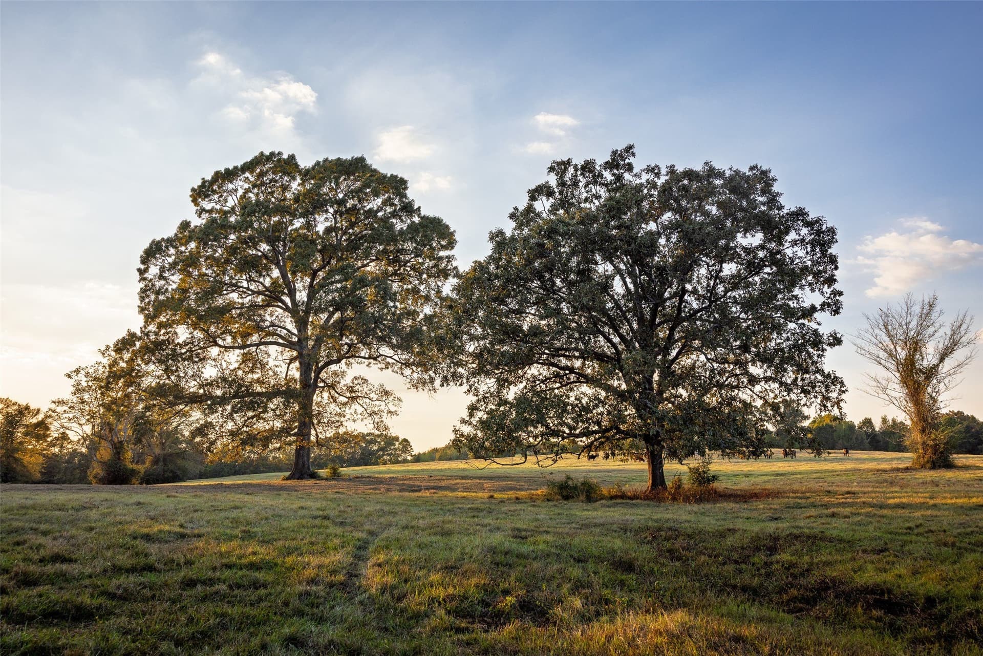 100 acres in Shelby County - photo 22