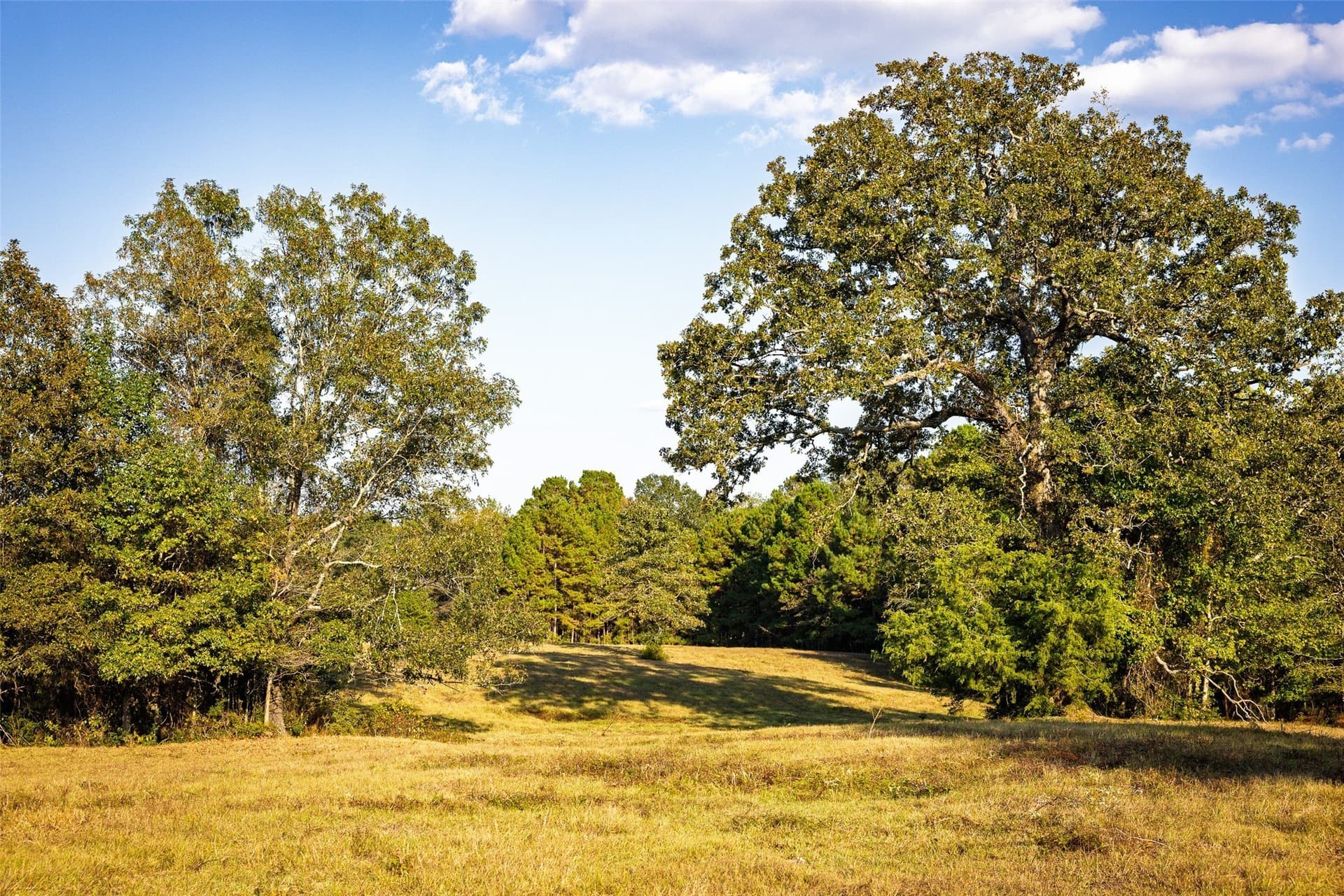 100 acres in Shelby County - photo 34