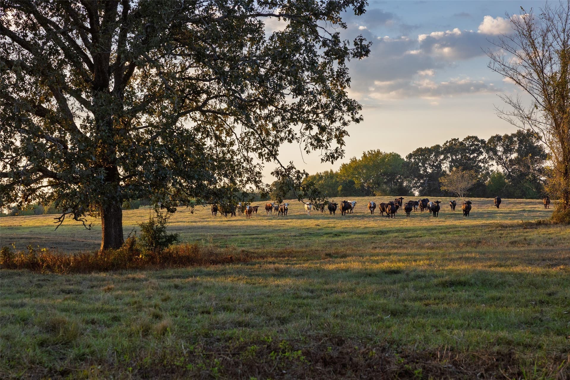 100 acres in Shelby County - photo 20