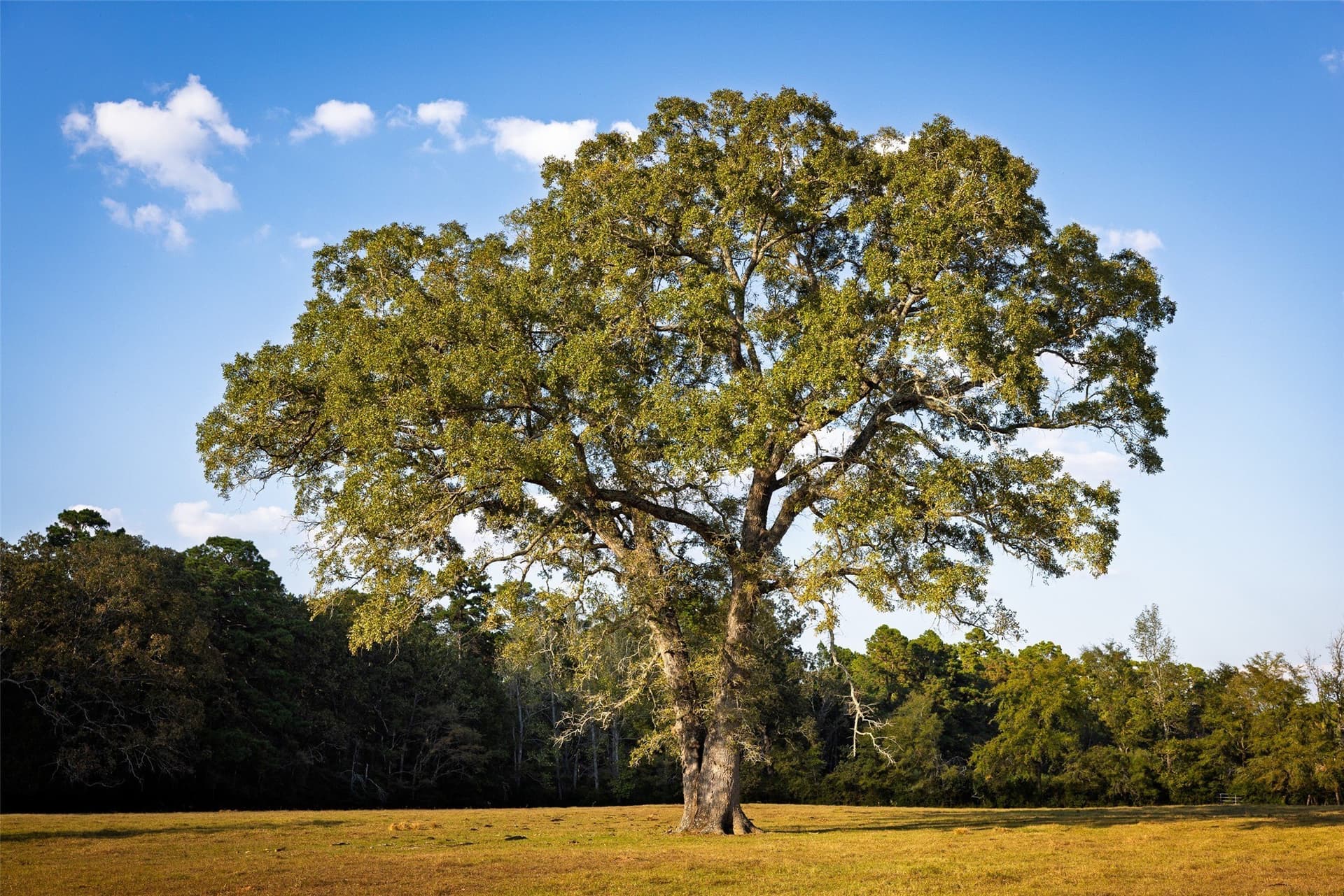100 acres in Shelby County - photo 32