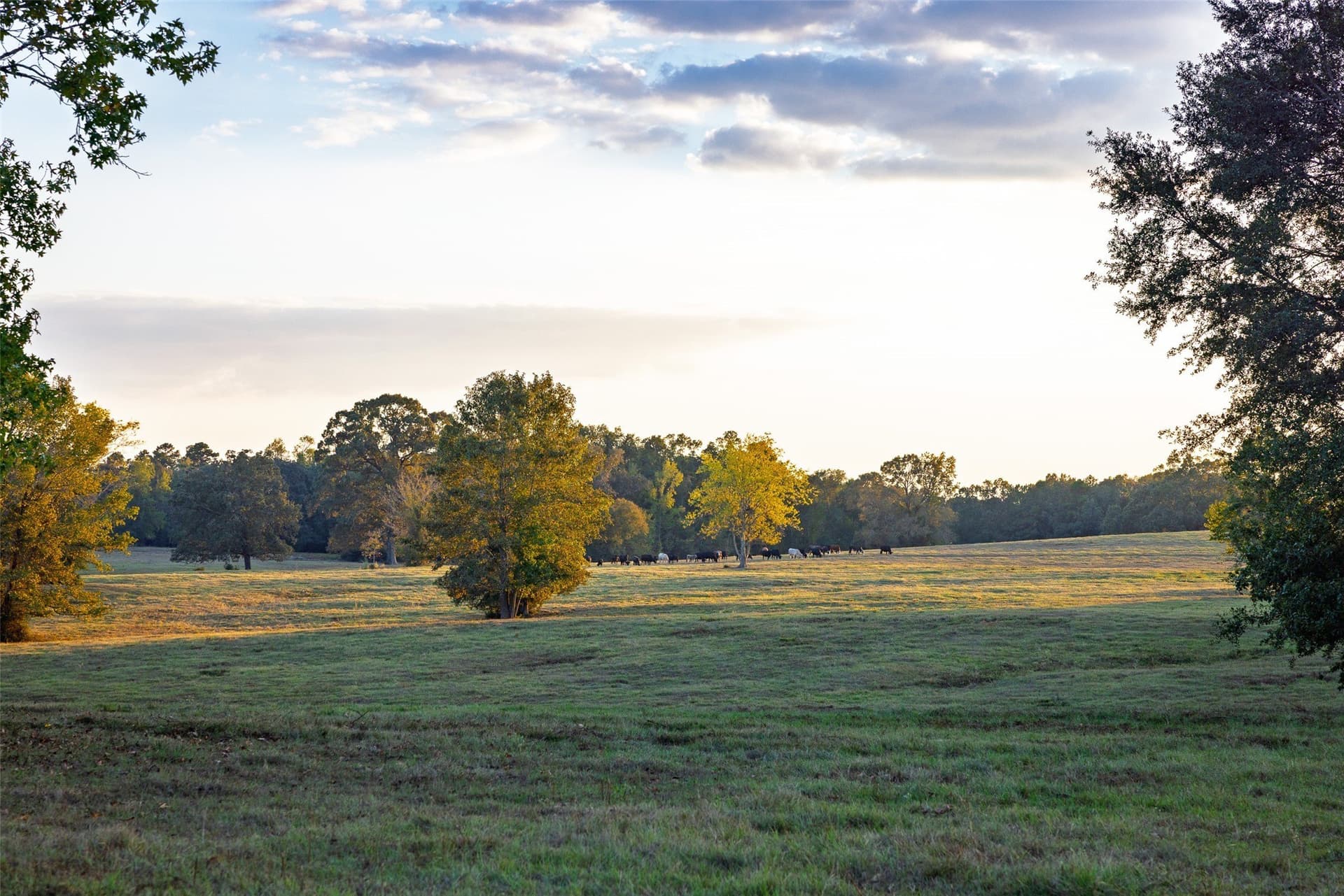 100 acres in Shelby County - photo 25