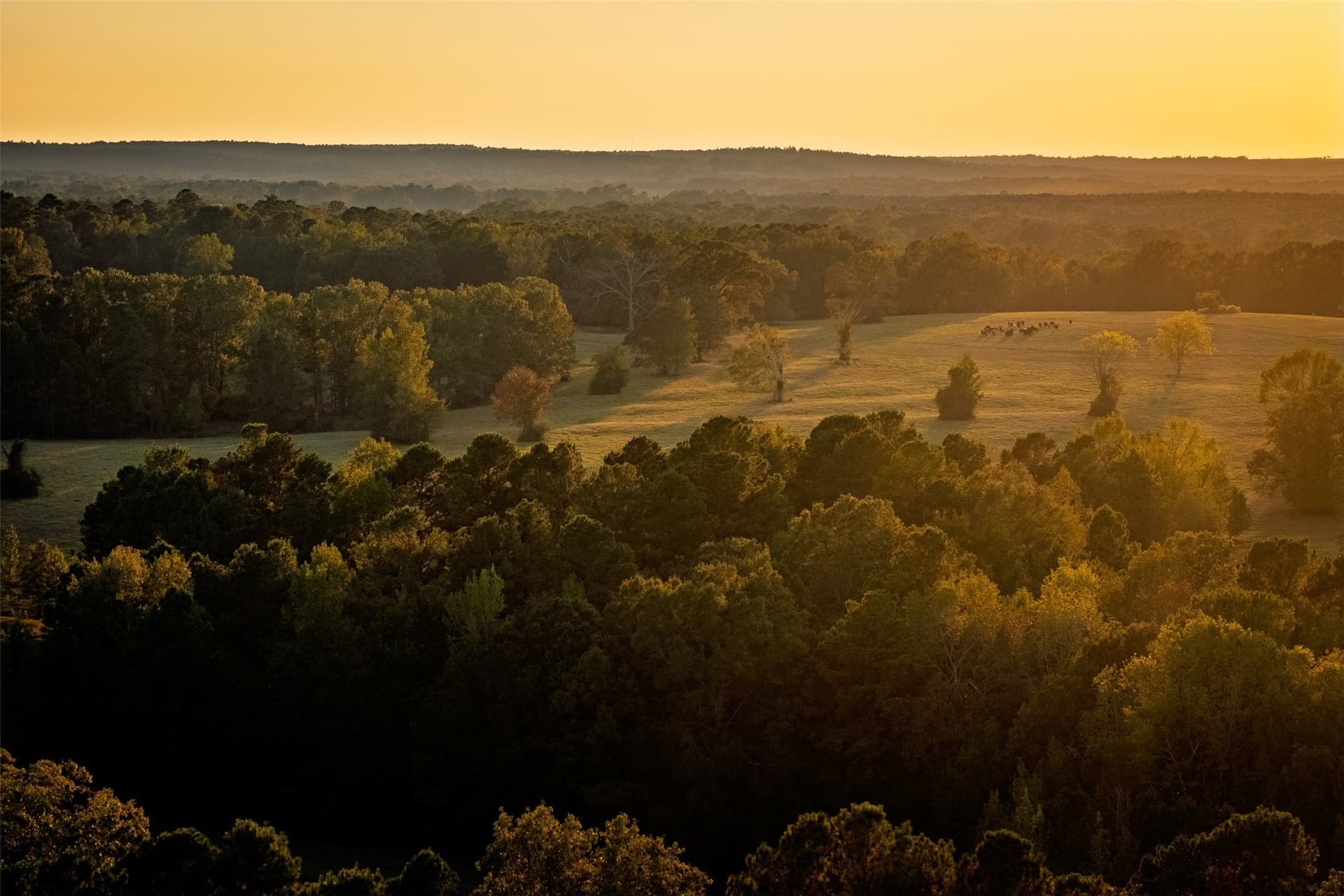 100 acres in Shelby County gallery image 3