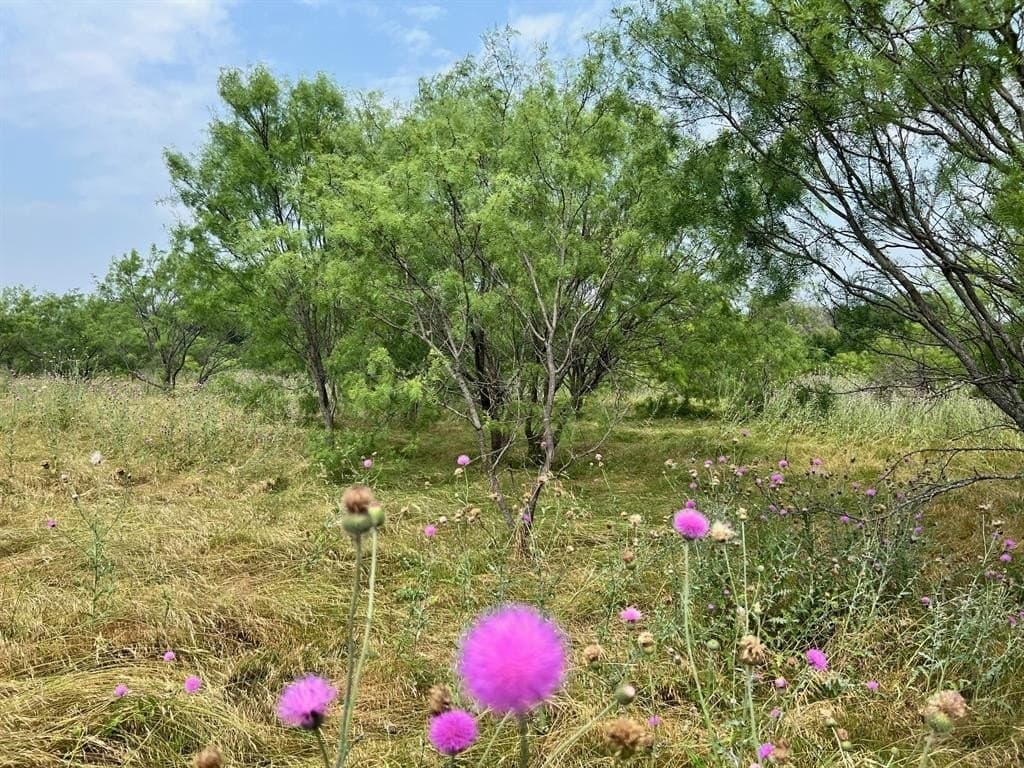 21.2 acres in Comanche County featured view