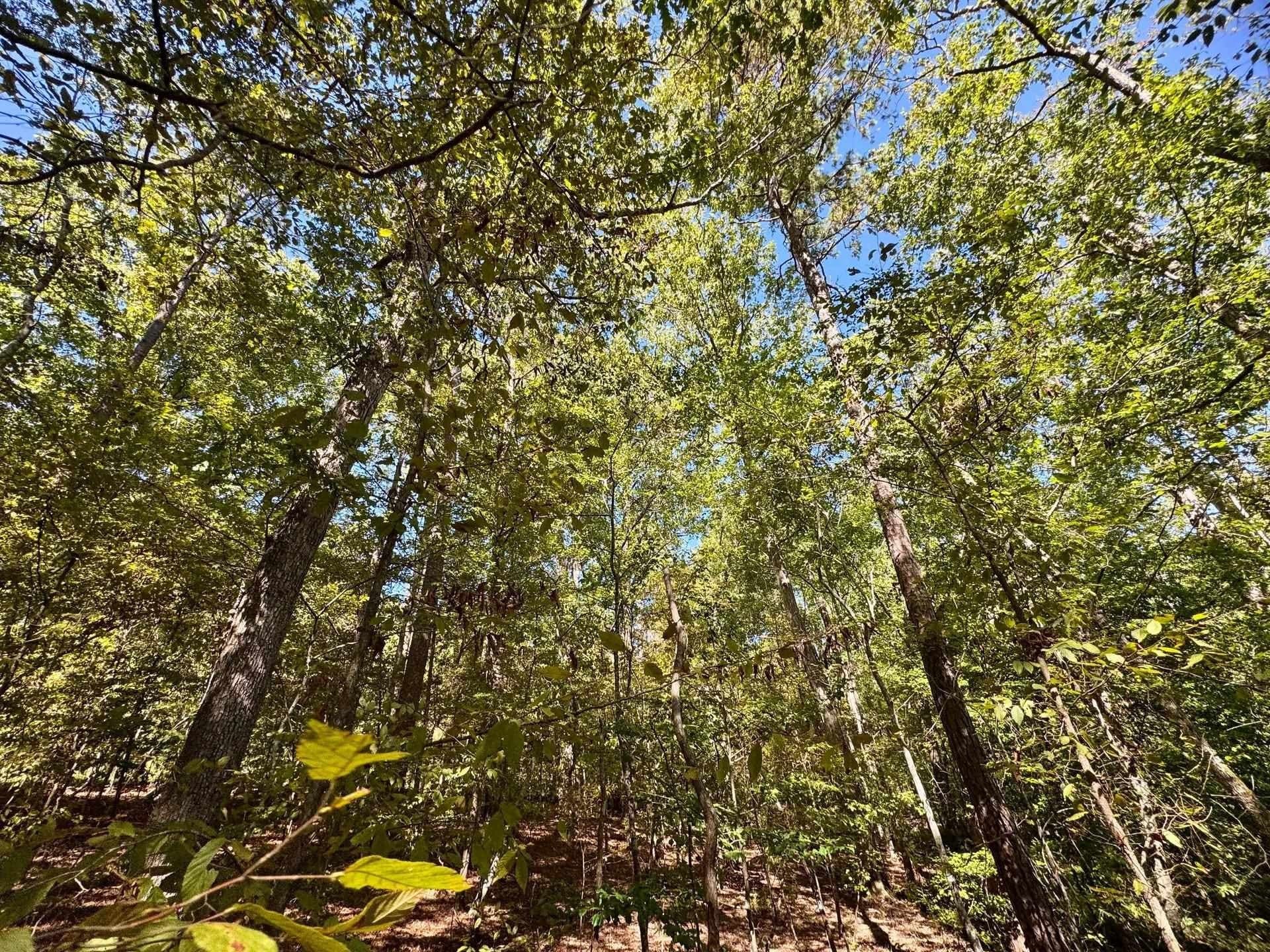 10 acres in Cass County - photo 8