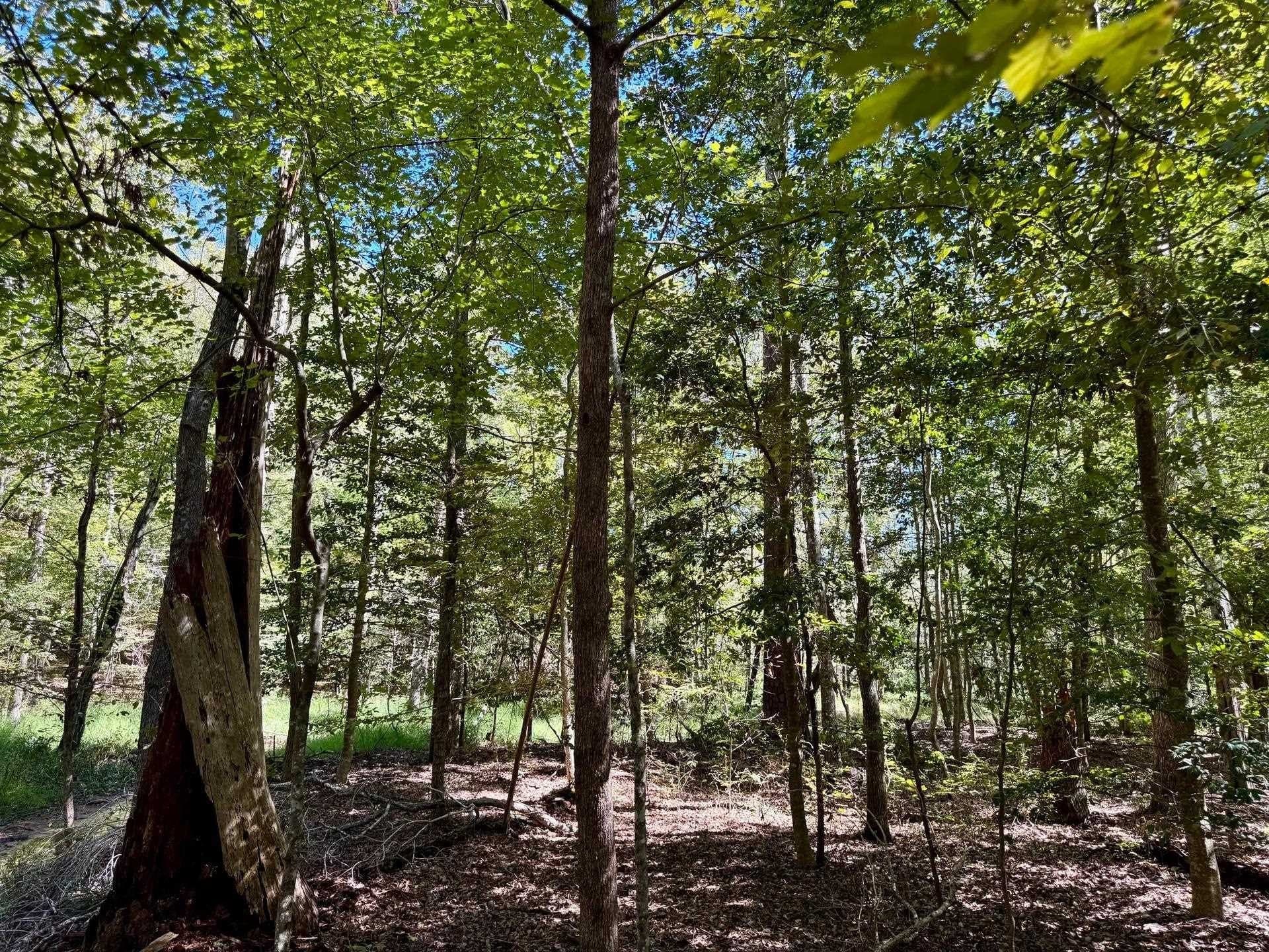 10 acres in Cass County - photo 14