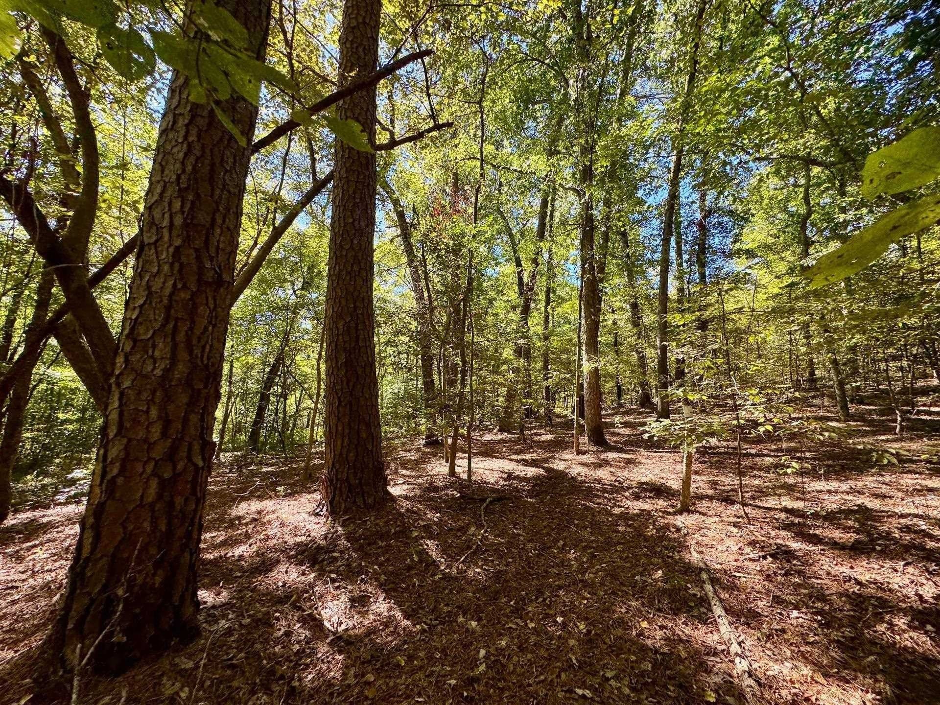 10 acres in Cass County - photo 19