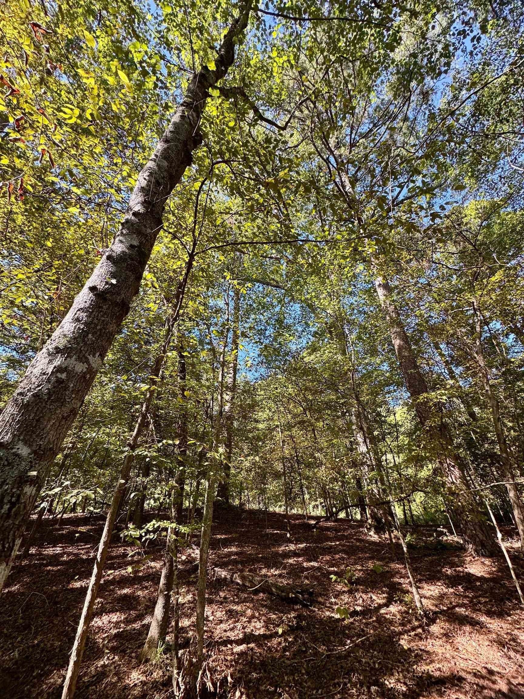 10 acres in Cass County - photo 9