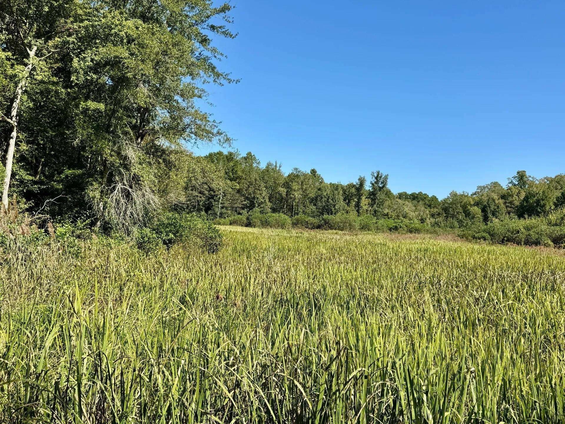 10 acres in Cass County - photo 4