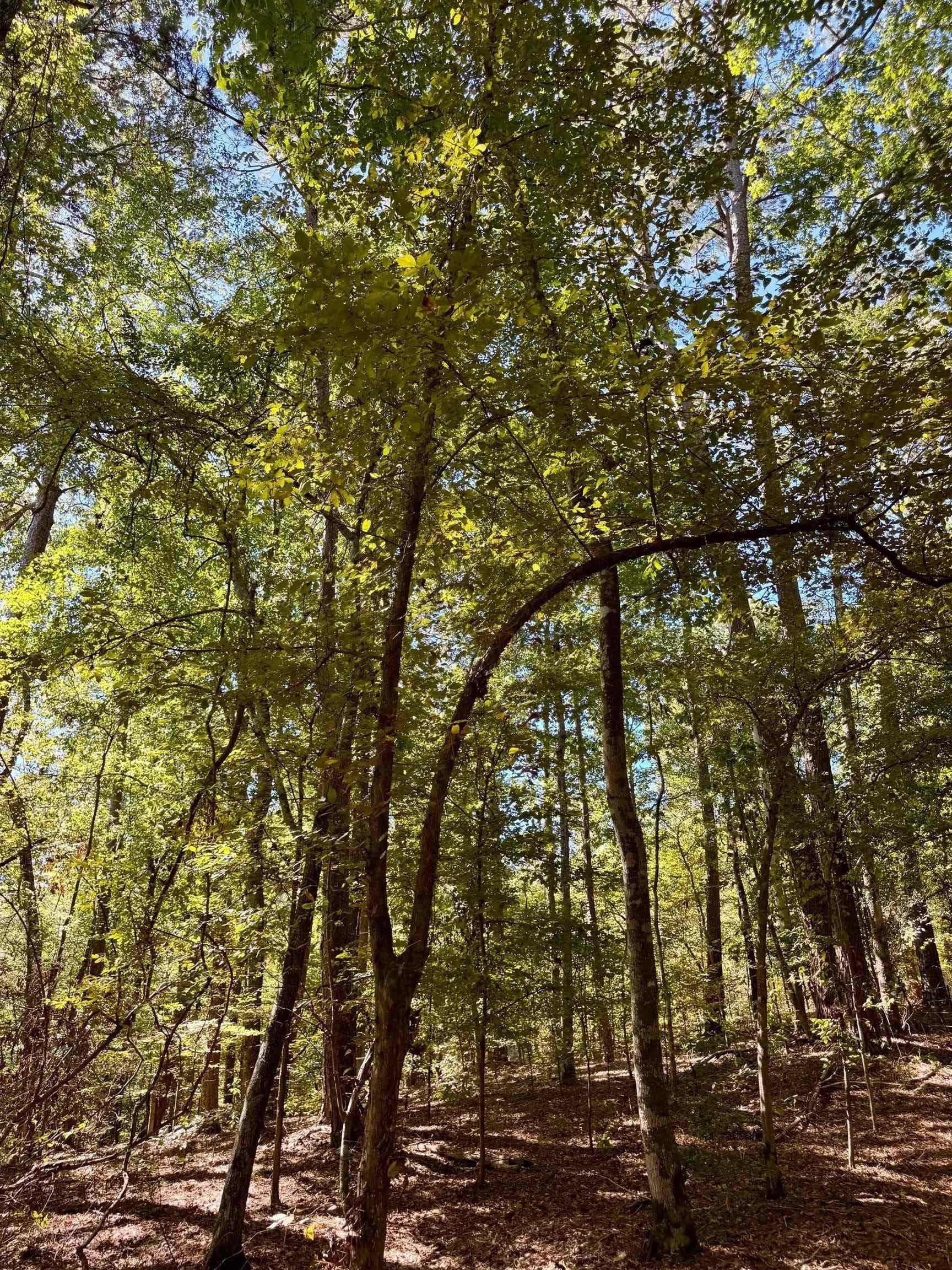 10 acres in Cass County - photo 17