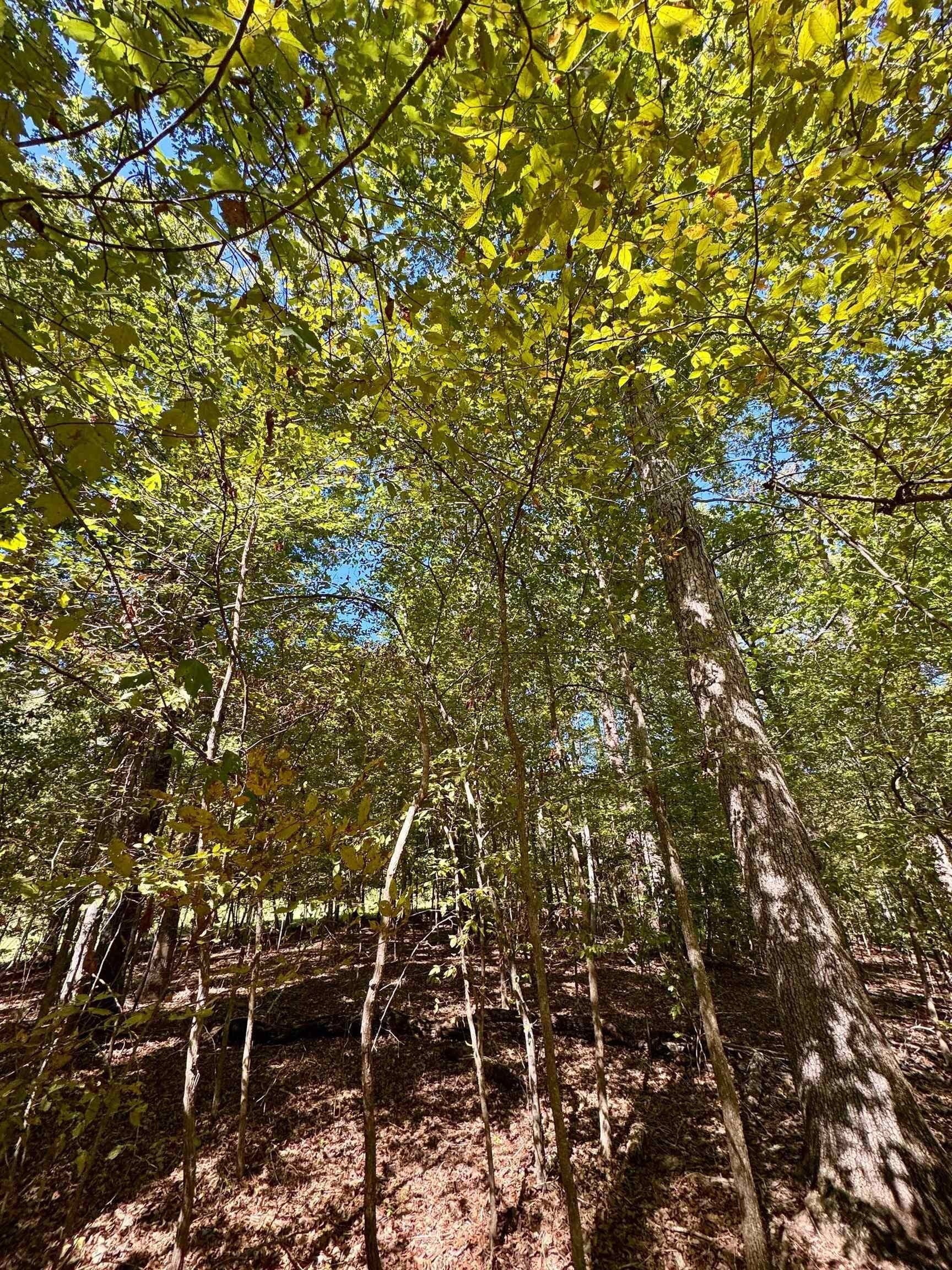 10 acres in Cass County - photo 7