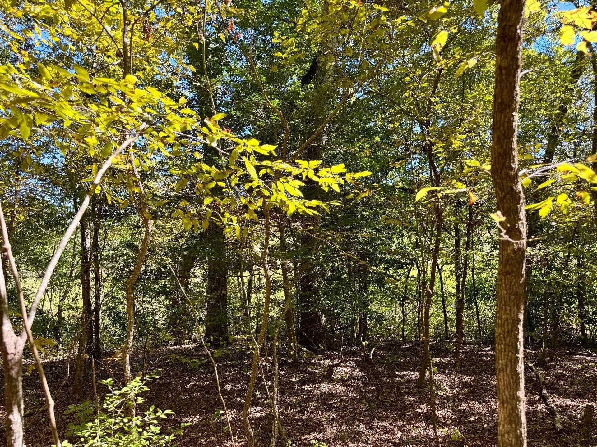 10 acres in Cass County - photo 6