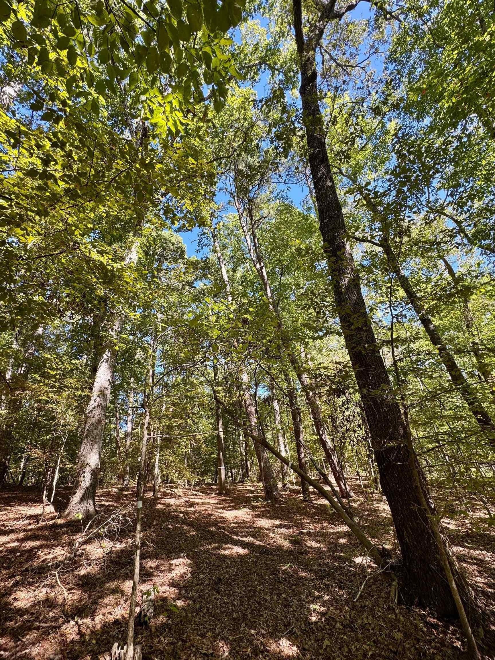 10 acres in Cass County - photo 11