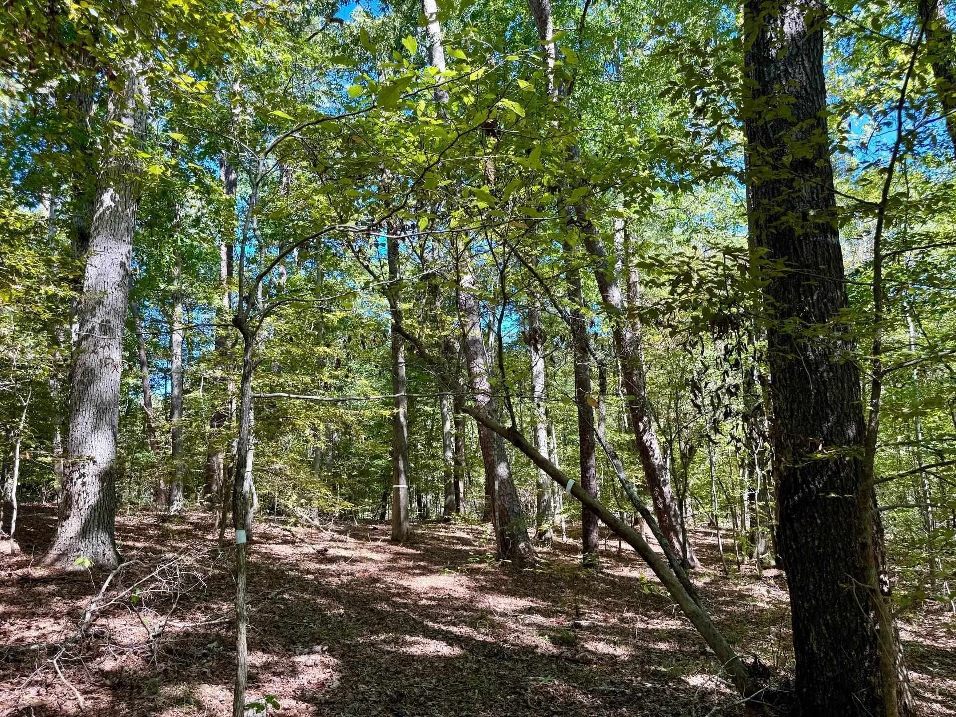 10 acres in Cass County - photo 10