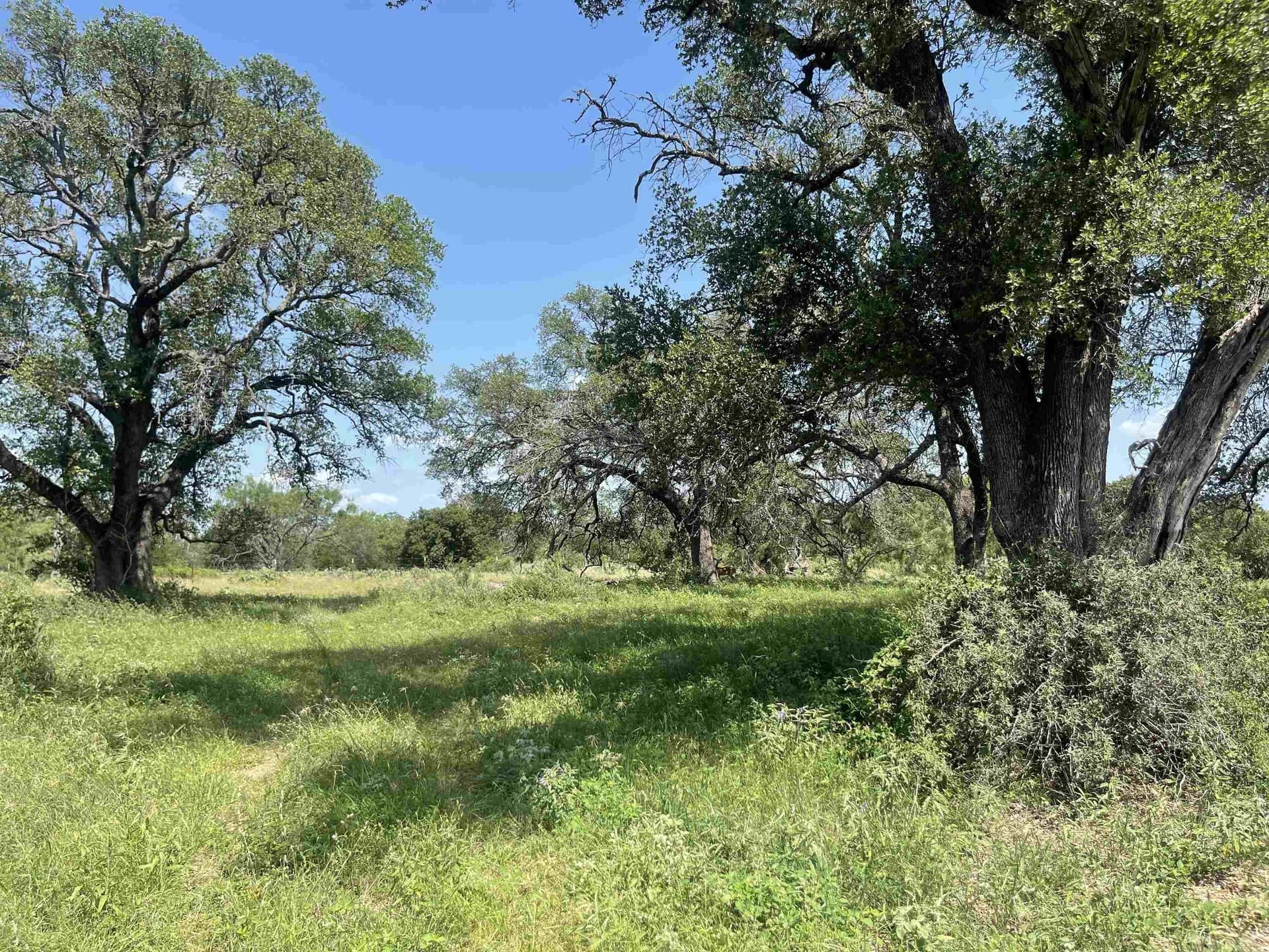 10.68 acres in Burnet County gallery image 2