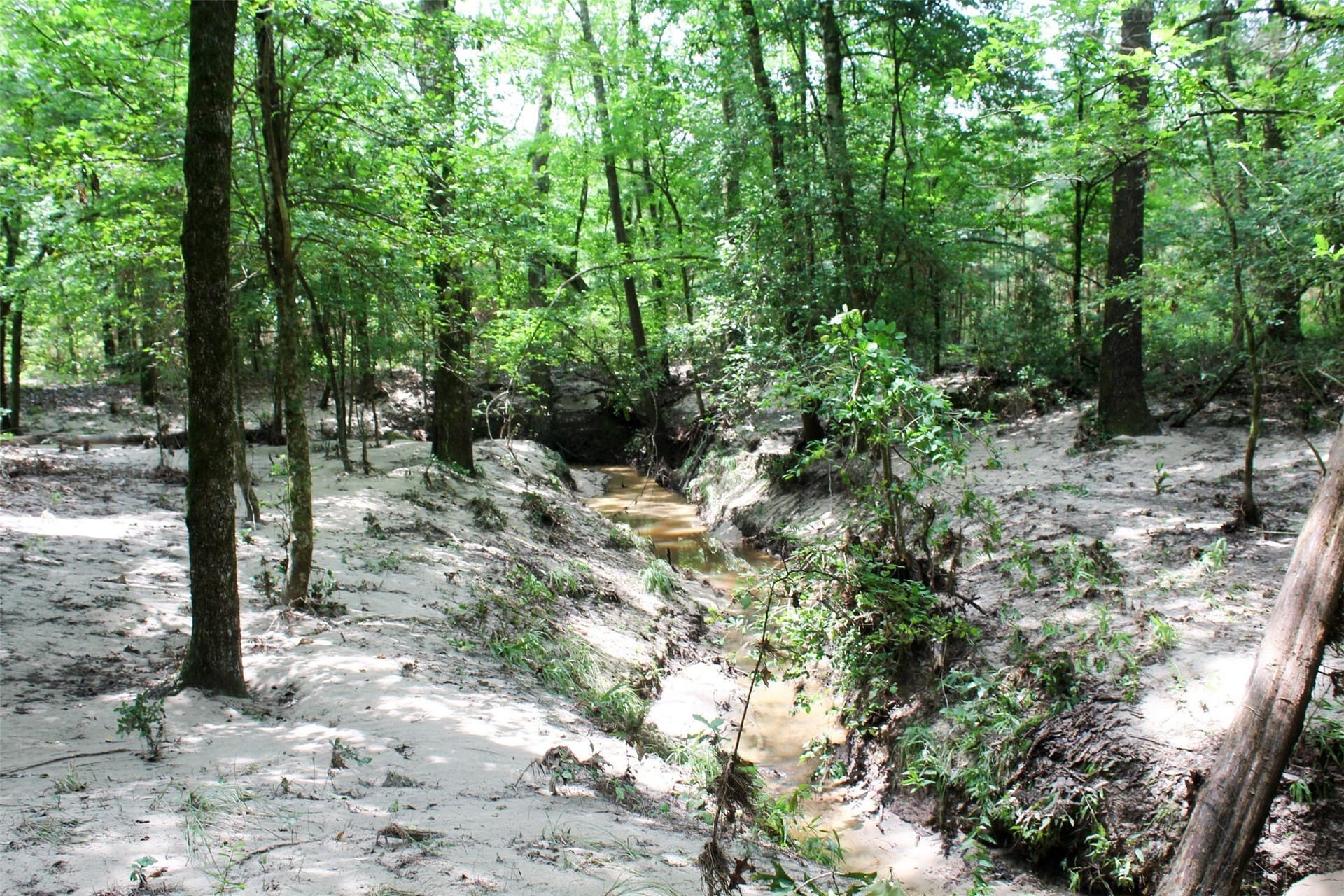 55 acres in Houston County featured view