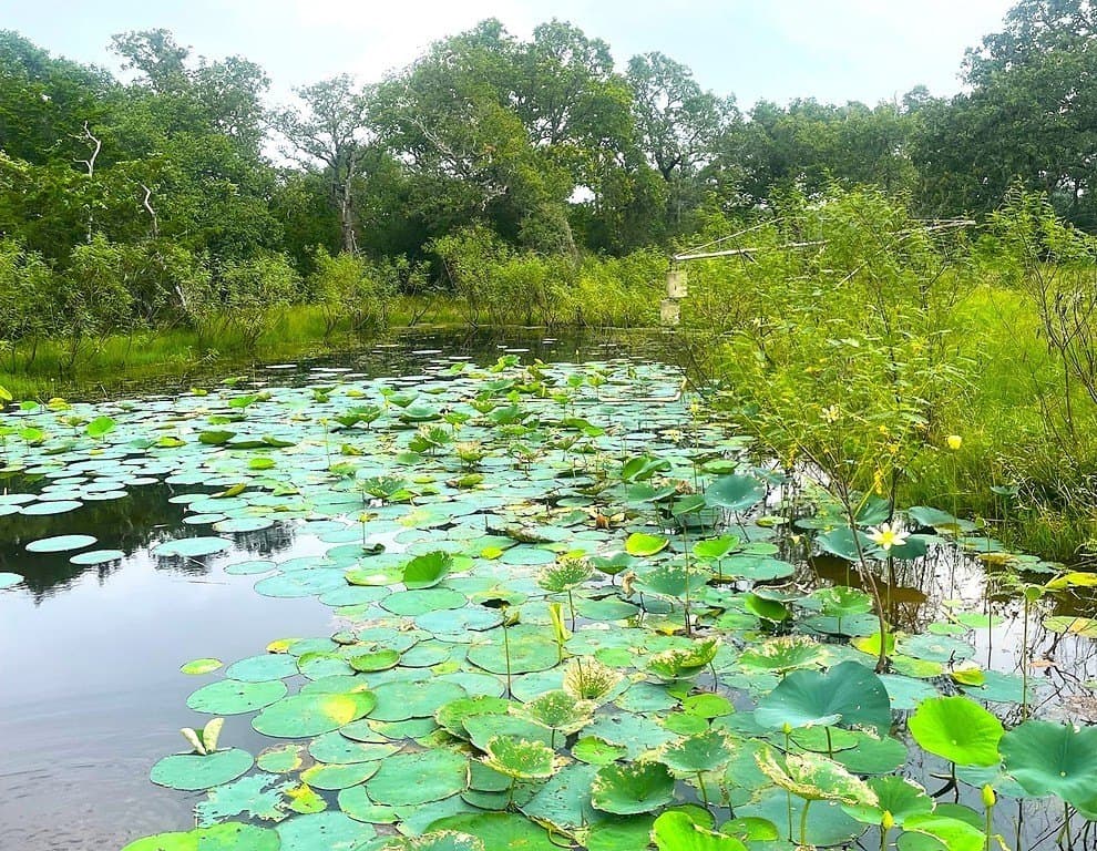 33.43 acres in Lavaca County gallery image 3