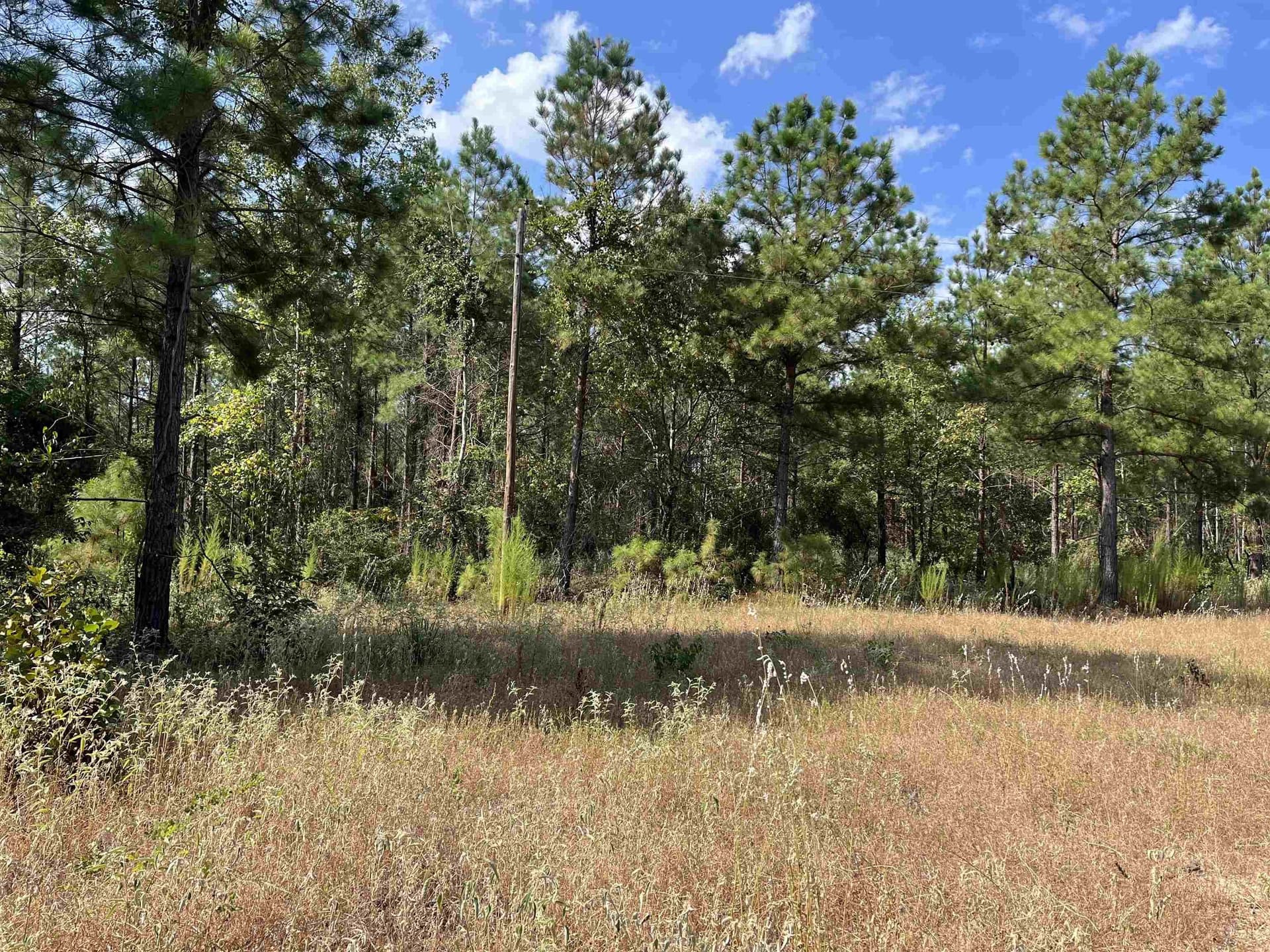 35.19 acres in Marion County gallery image 3