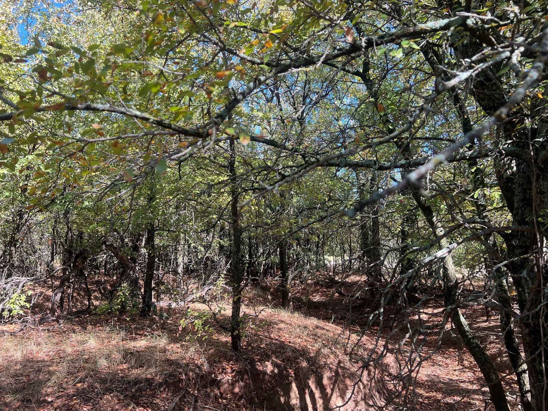 165 acres in Young County gallery image 3