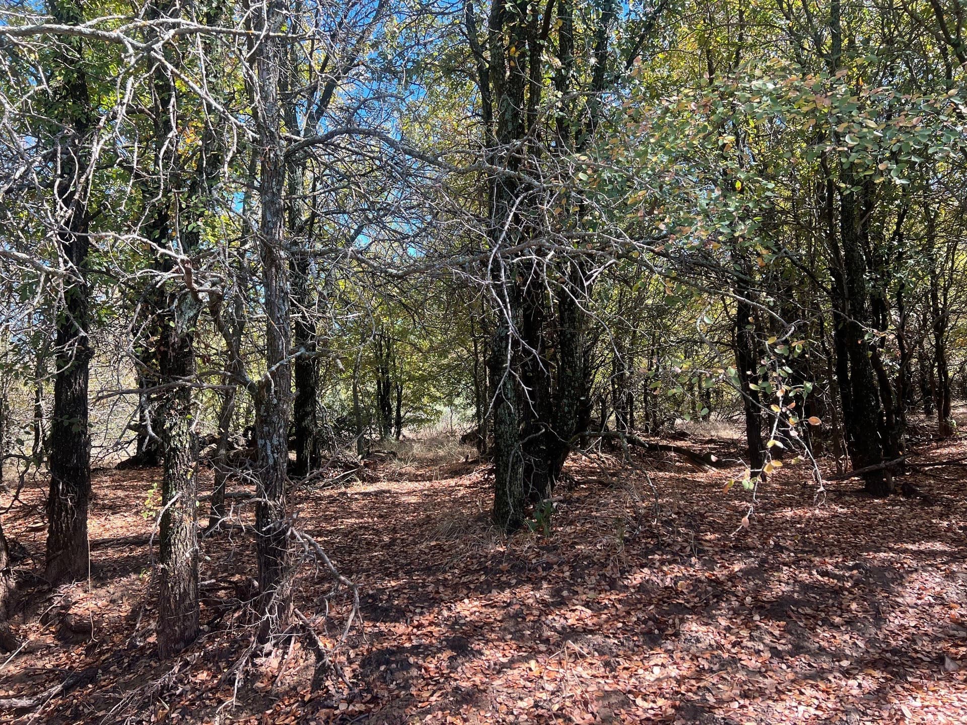 165 acres in Young County - photo 12