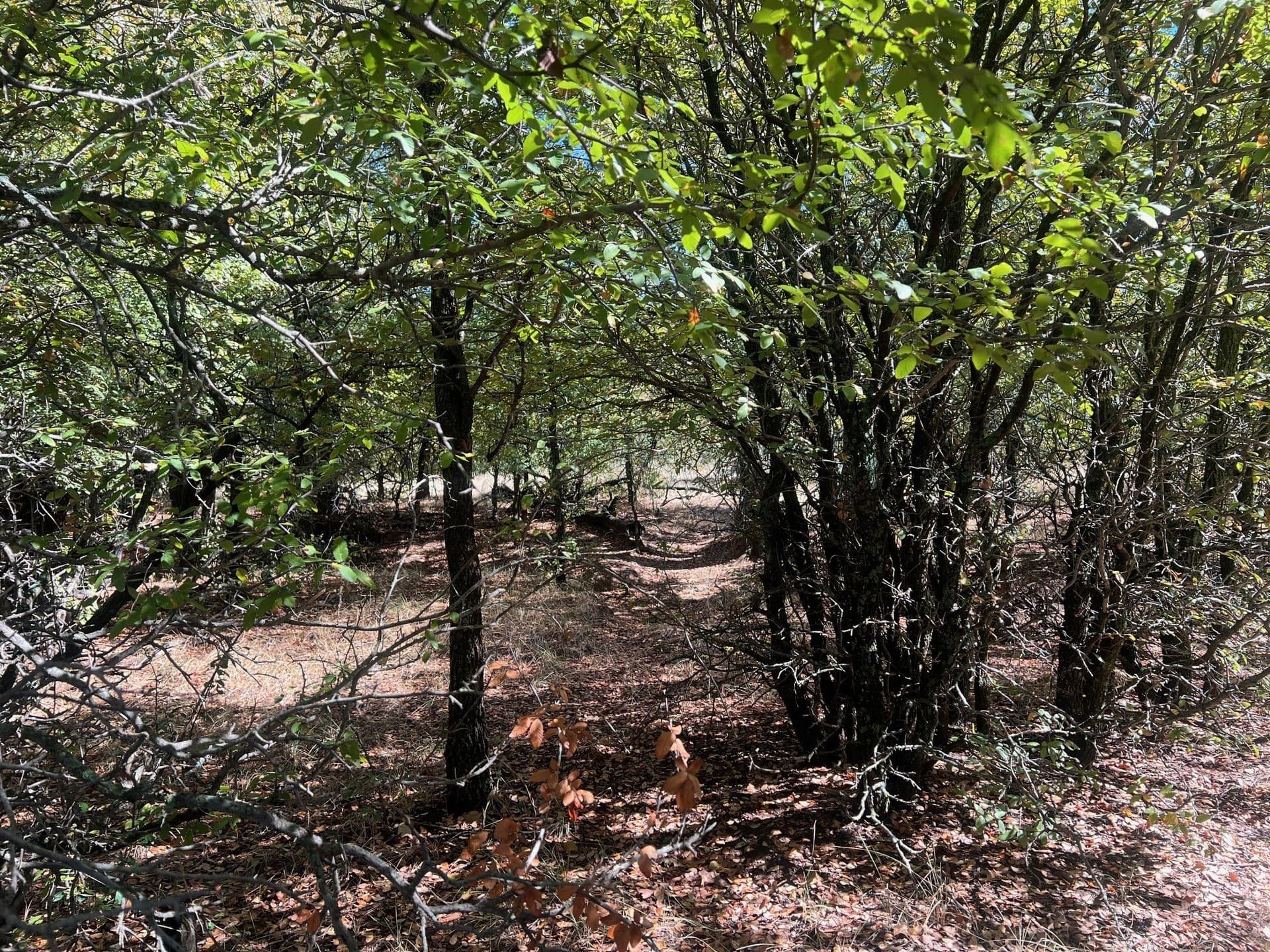 165 acres in Young County