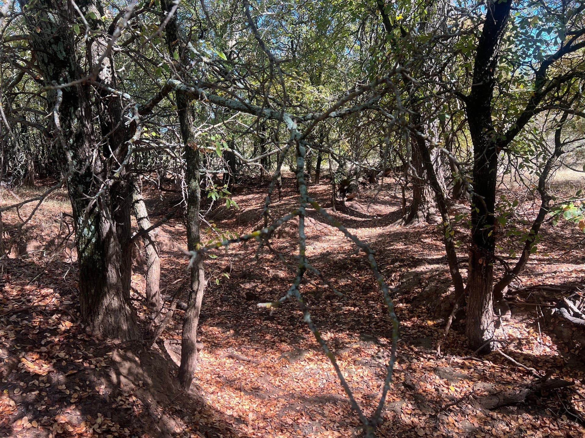 165 acres in Young County gallery image 2