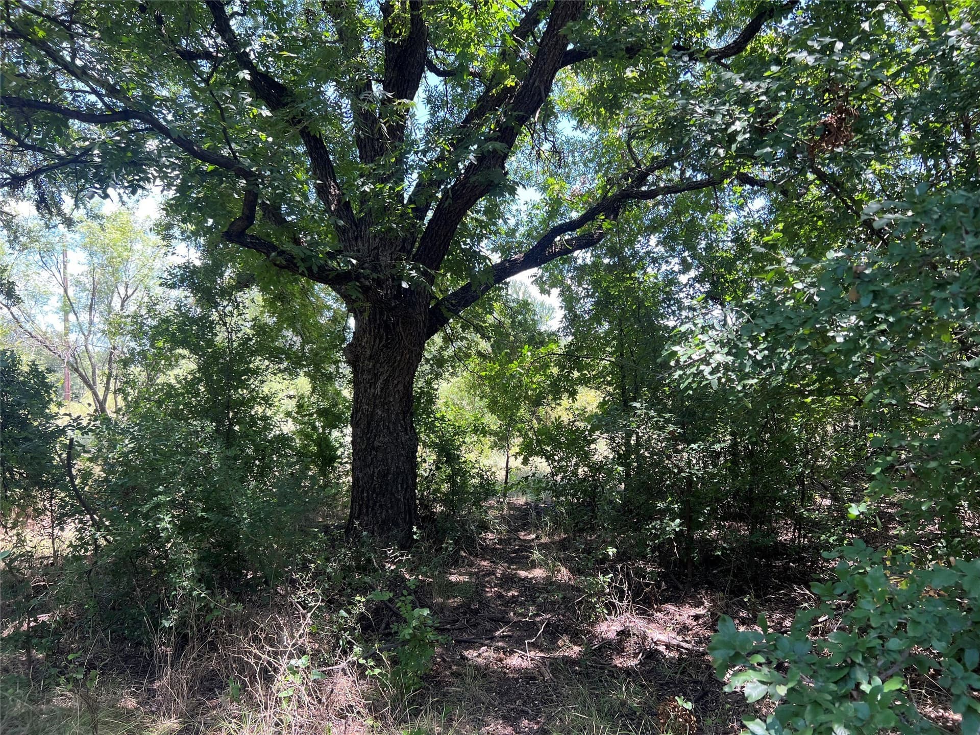 78 acres in Eastland County - photo 16