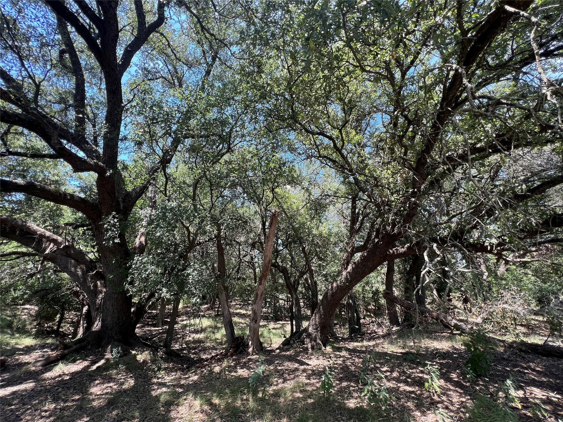 78 acres in Eastland County - photo 19