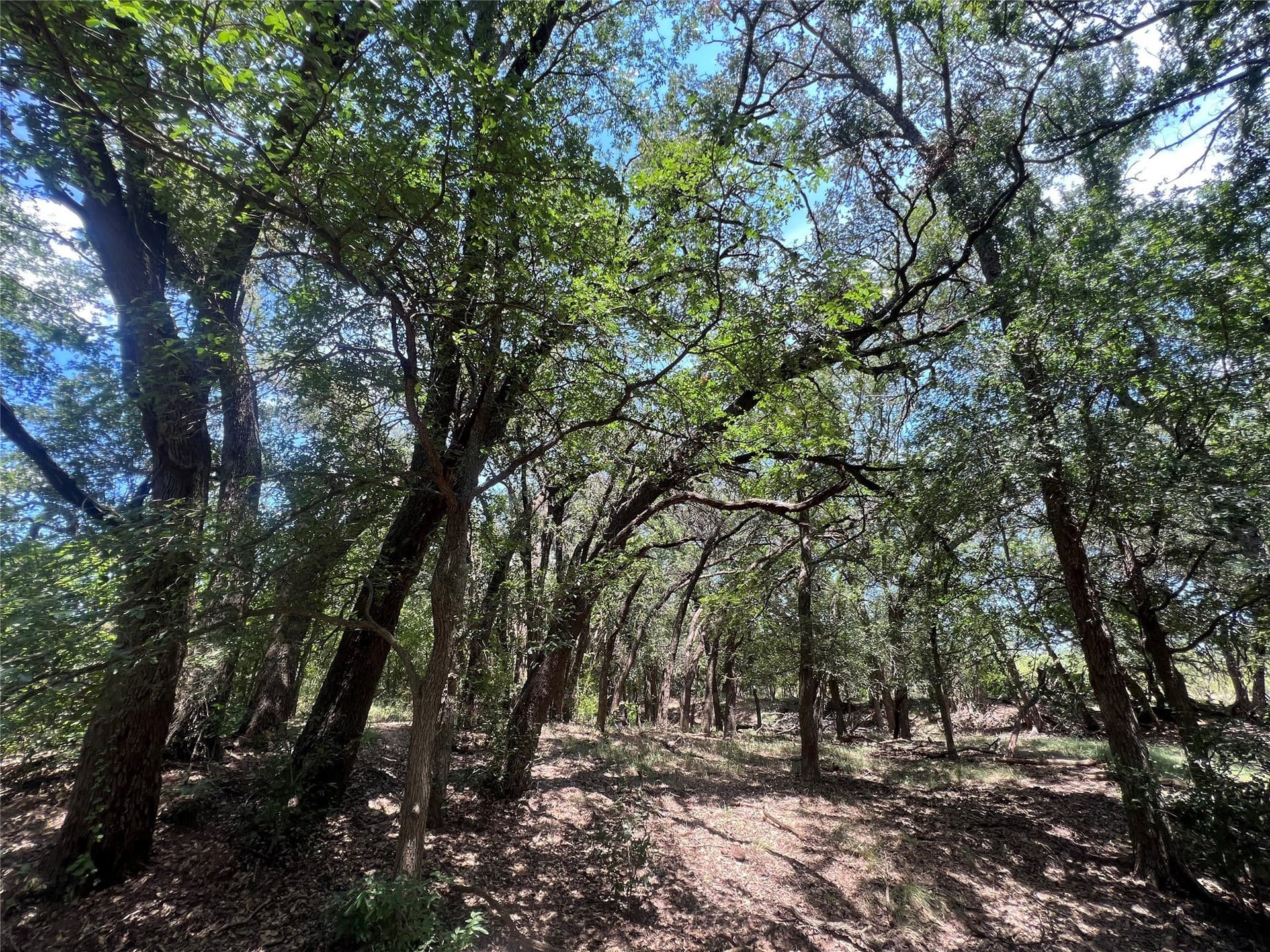 78 acres in Eastland County - photo 6