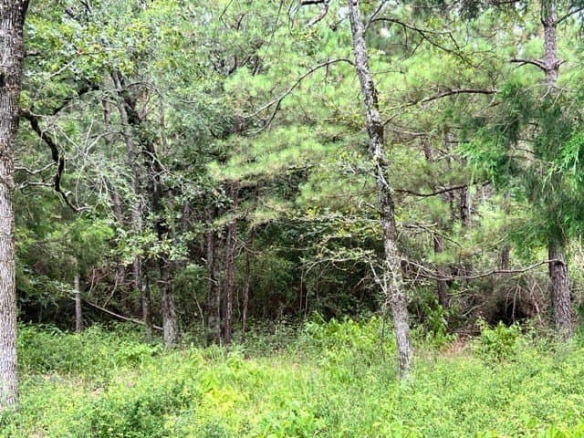 13.3 acres in Freestone County - photo 9