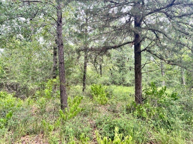 13.3 acres in Freestone County - photo 11