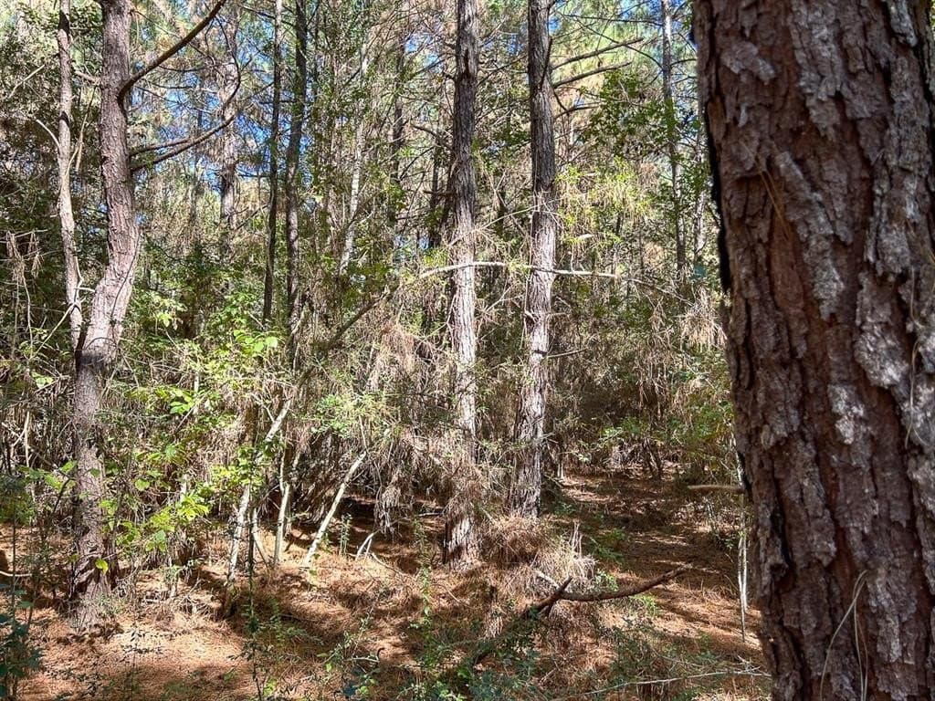 33 acres in Jasper County featured view