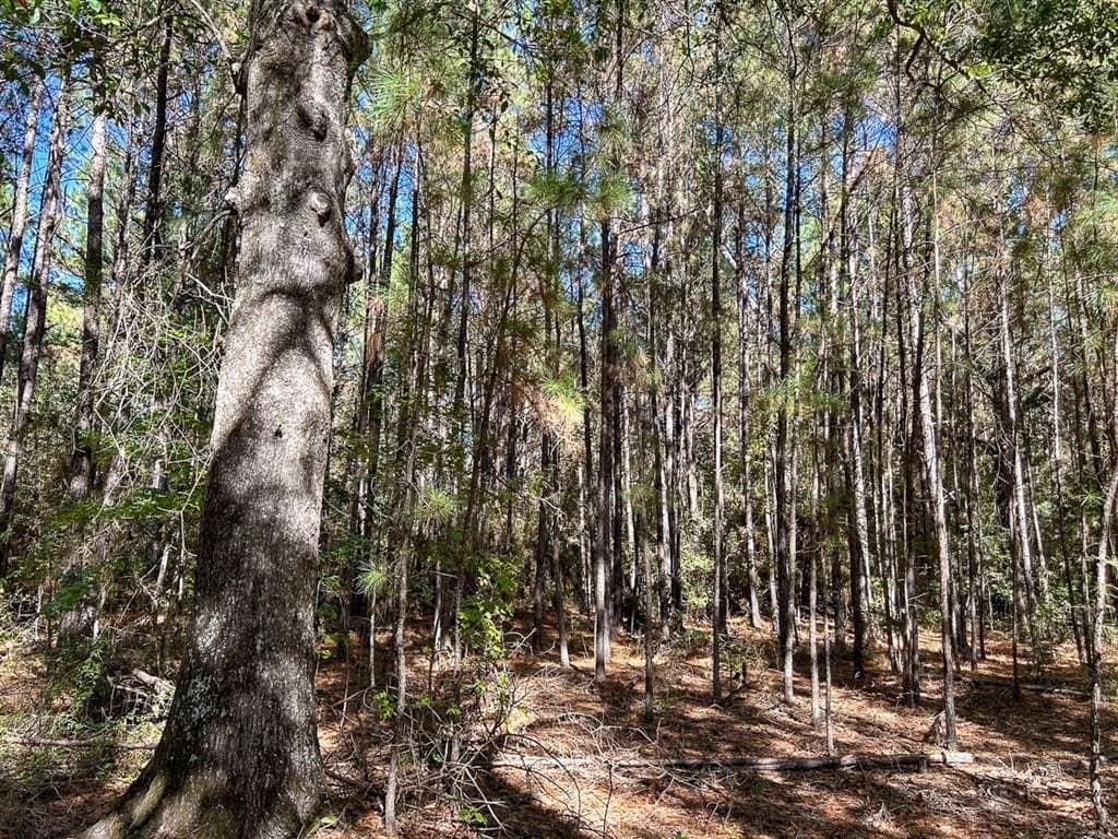 33 acres in Jasper County gallery image 4