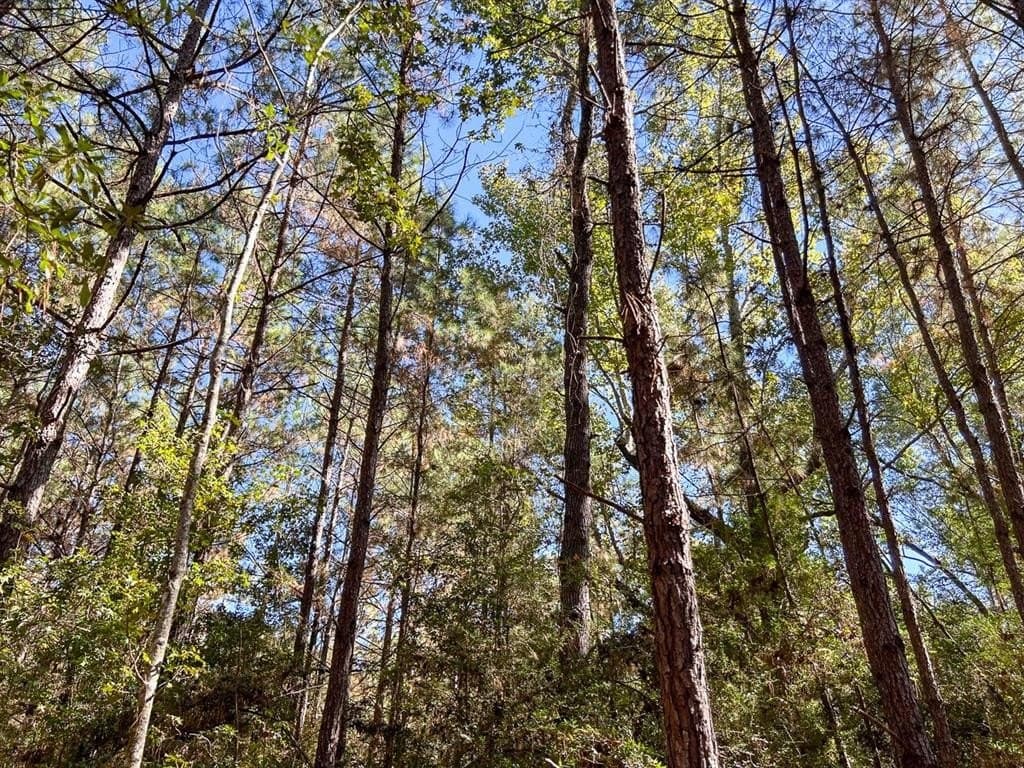 33 acres in Jasper County gallery image 3