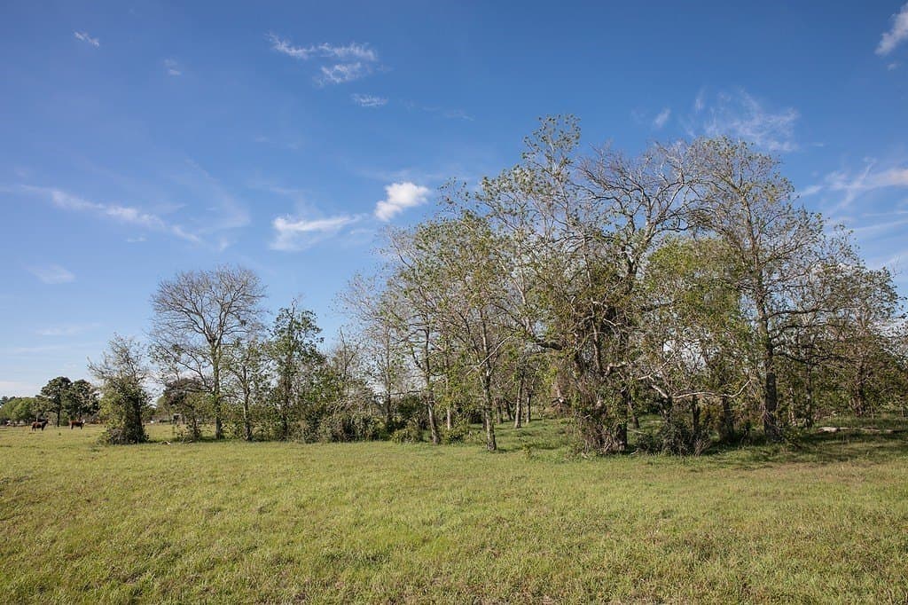 56.21 acres in Austin County