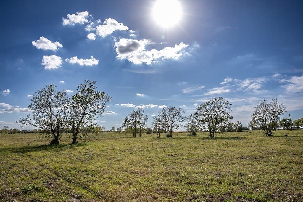 56.21 acres in Austin County gallery image 2