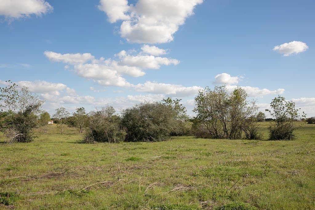 56.21 acres in Austin County featured view