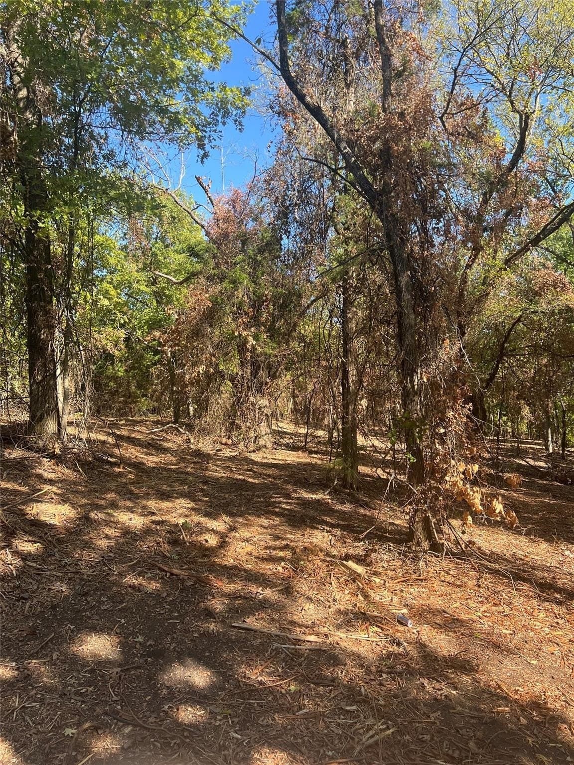 17.56 acres in Grayson County - photo 22