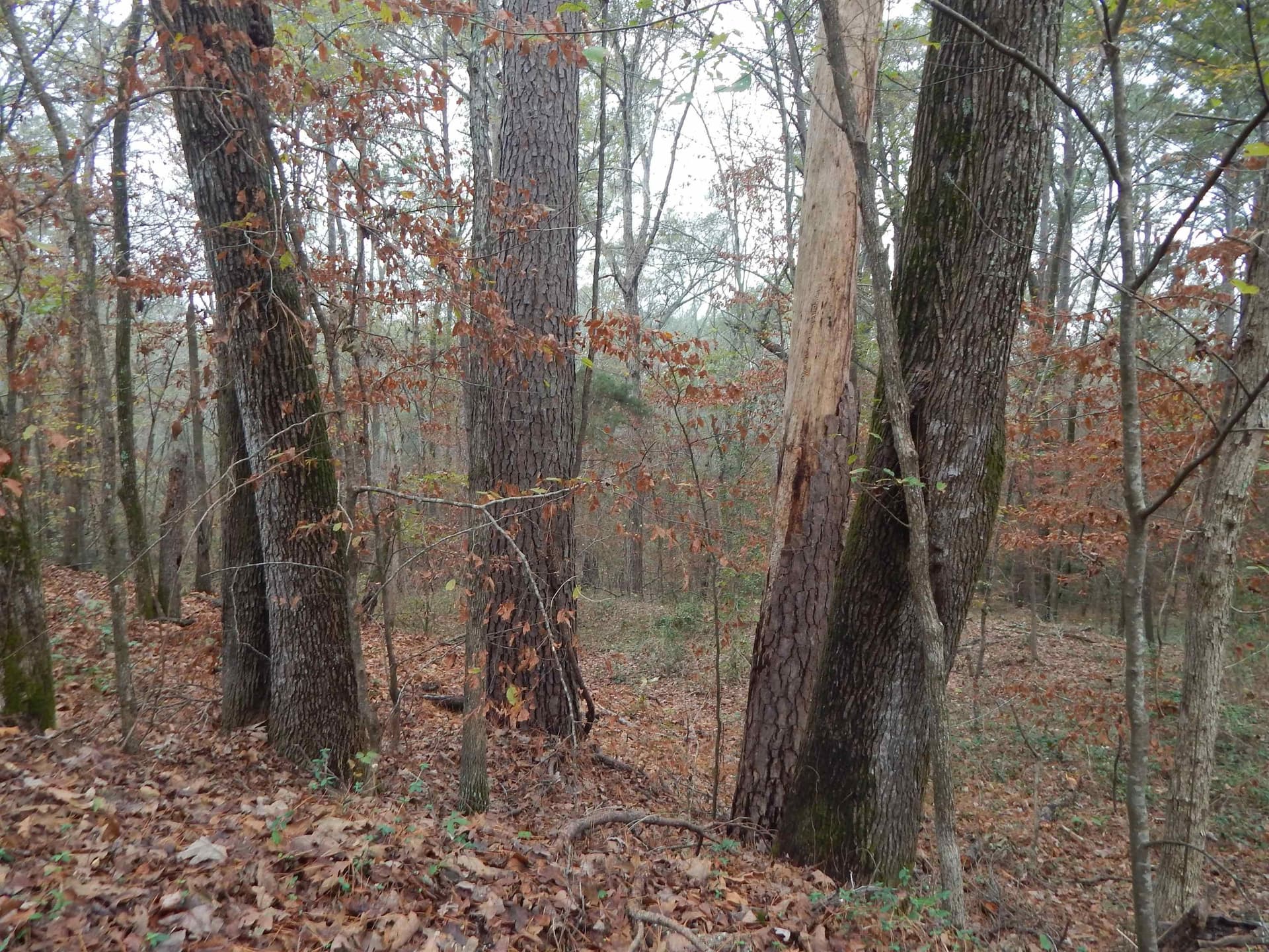 1.29 acres in Upshur County - photo 8