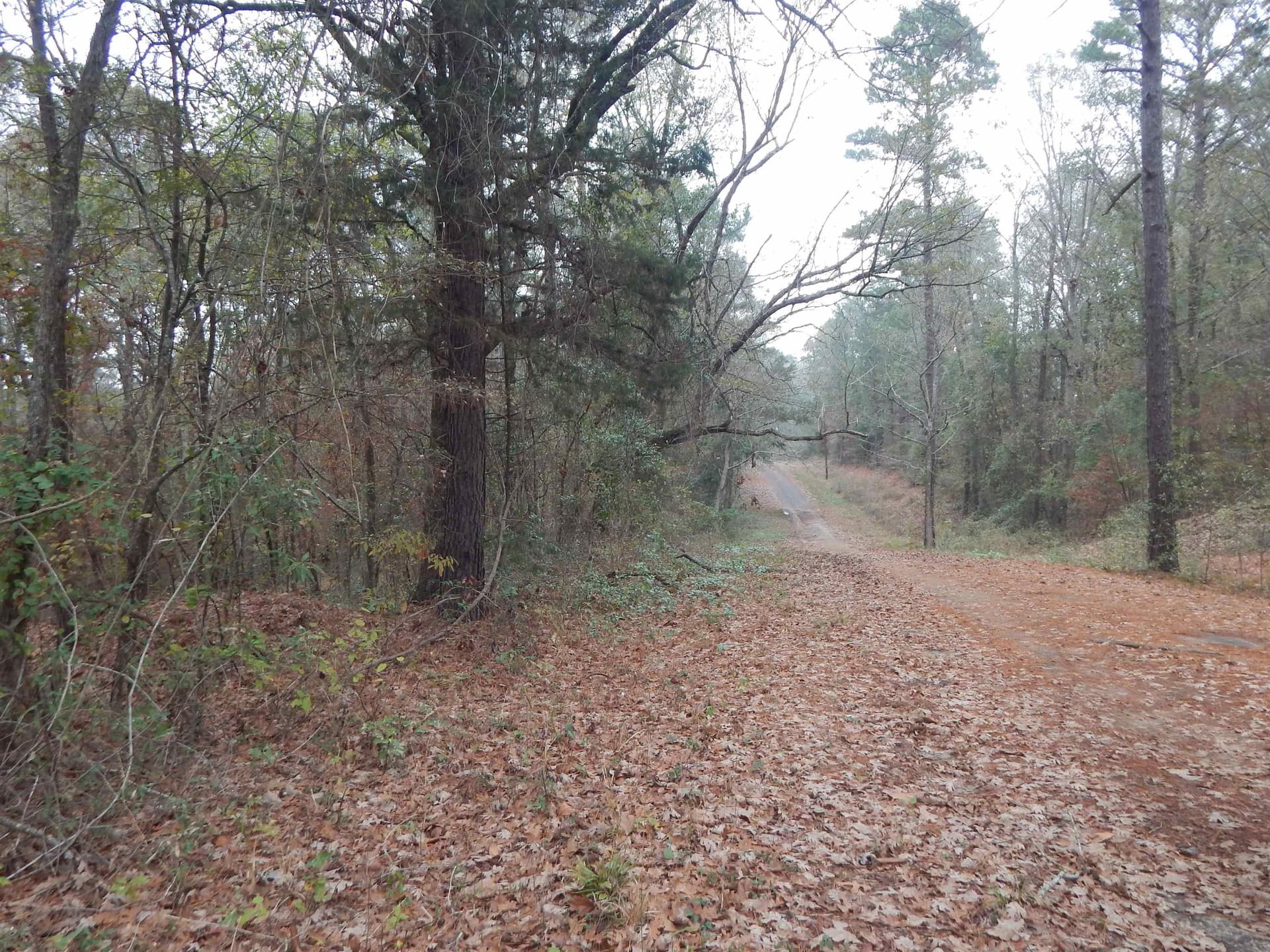1.29 acres in Upshur County gallery image 2