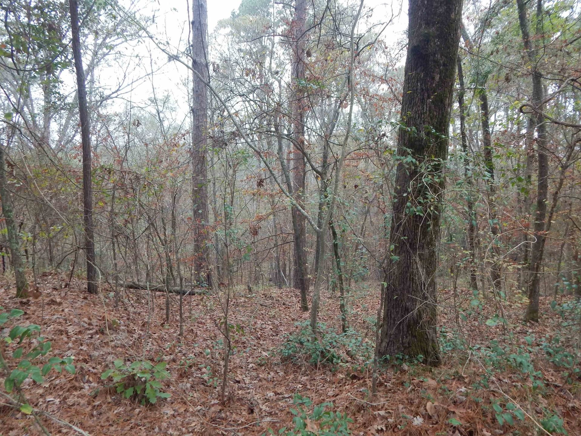 1.29 acres in Upshur County gallery image 3
