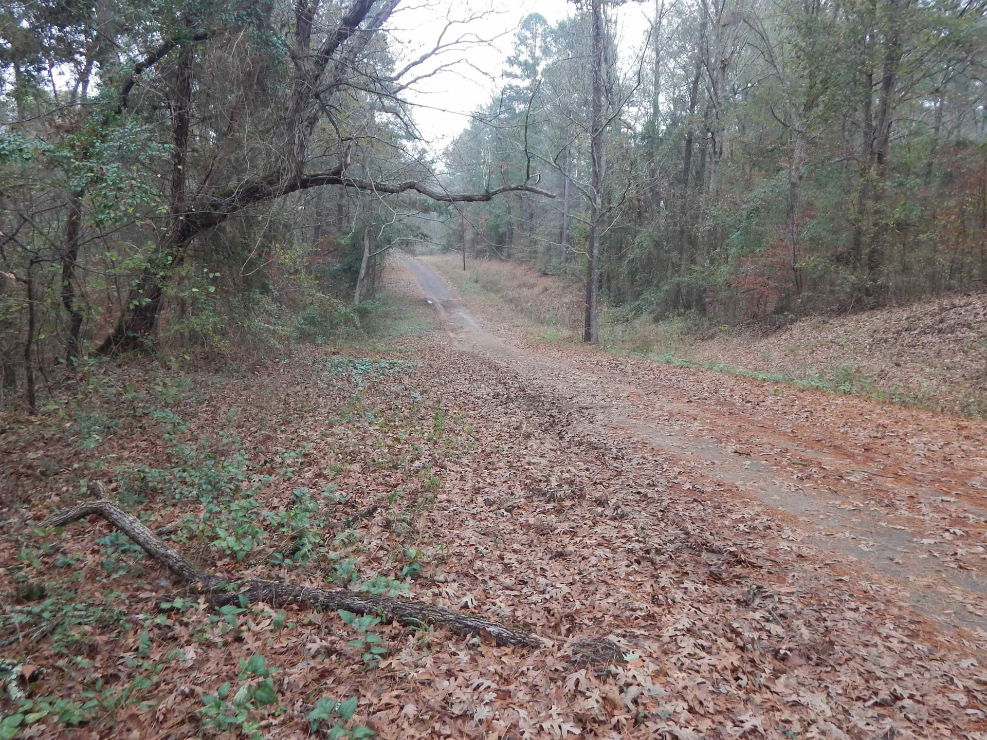 1.29 acres in Upshur County gallery image 4