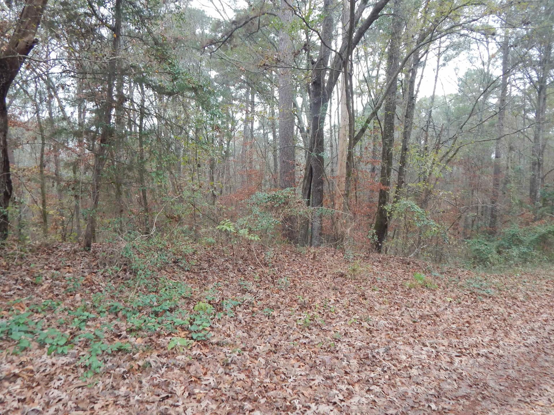 1.29 acres in Upshur County featured view
