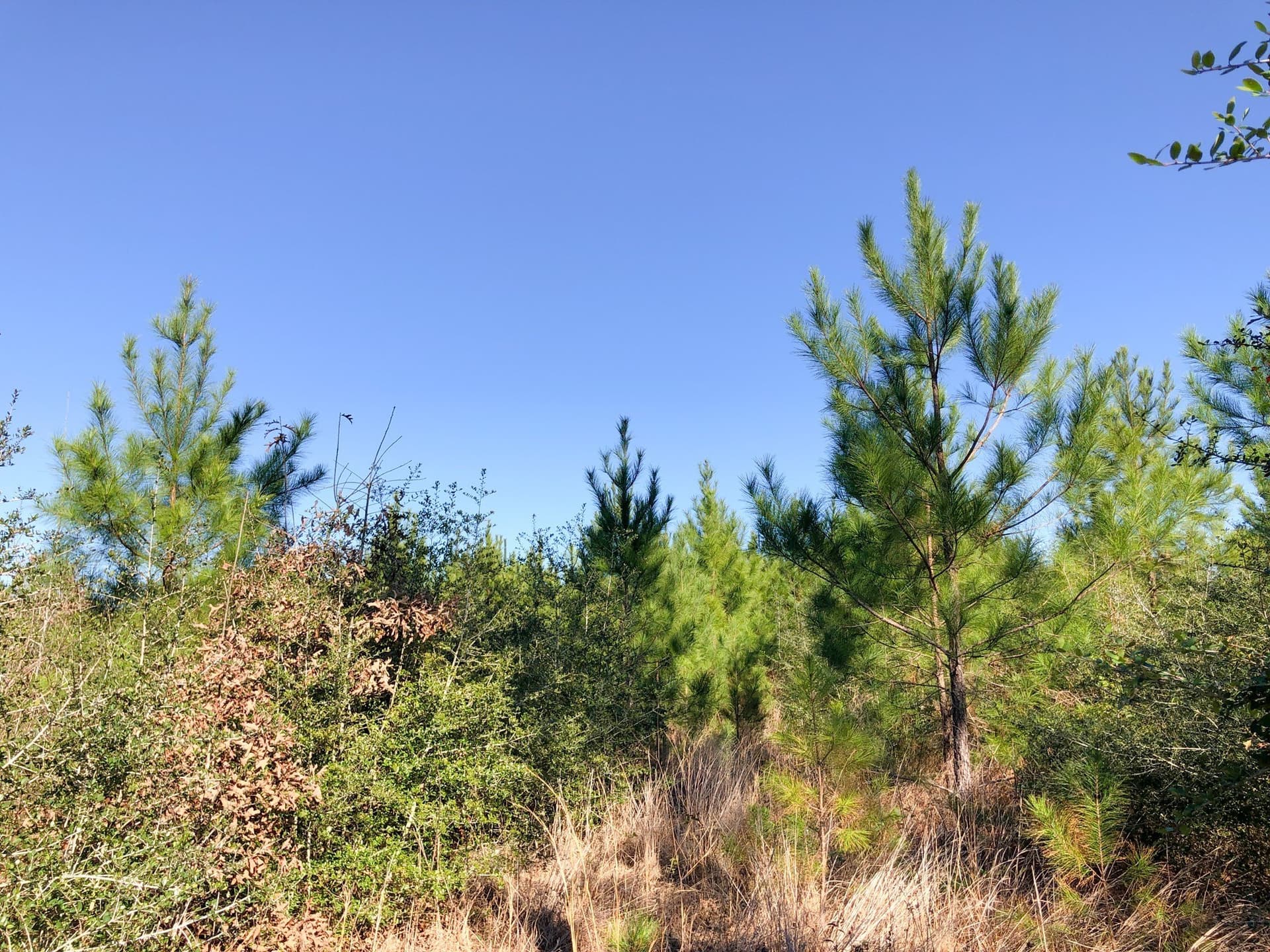 178 acres in Hardin County - photo 9