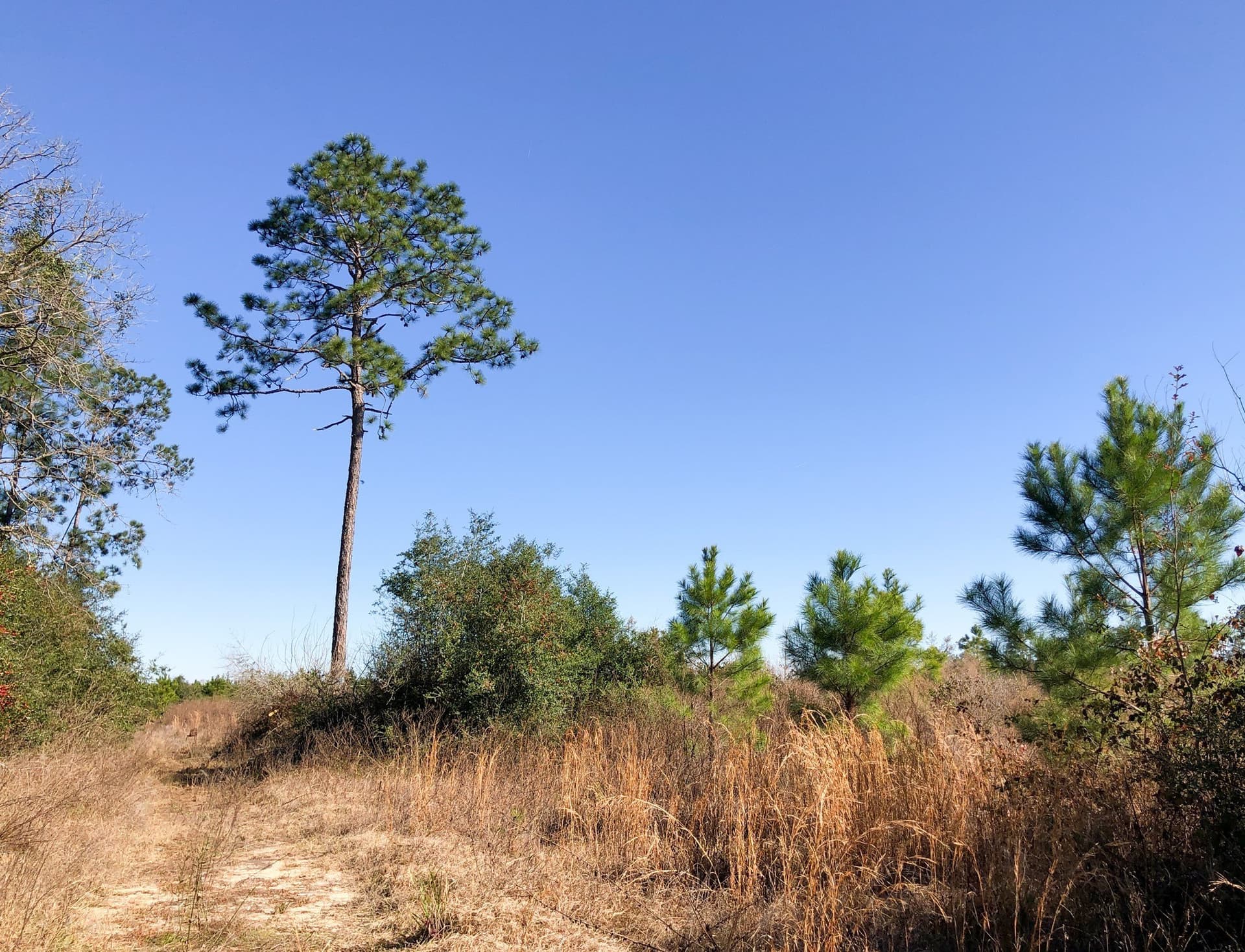 178 acres in Hardin County - photo 10
