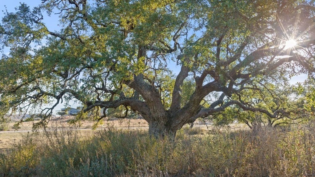 10.97 acres in Blanco County gallery image 2