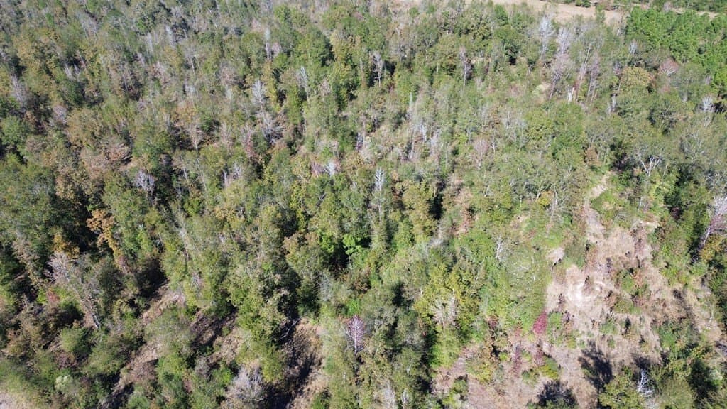 41.2 acres in Texas County - photo 11