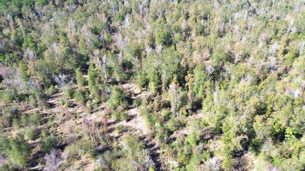 41.2 acres in Texas County - photo 8
