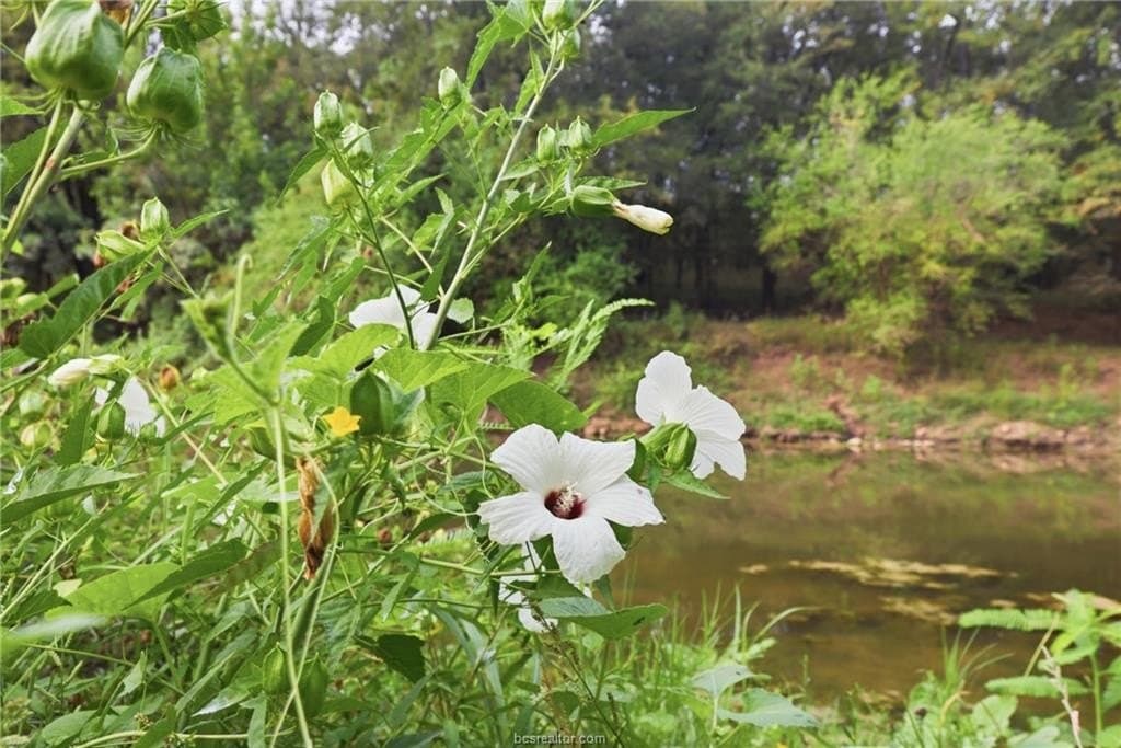 86.06 acres in Brazos County - photo 4