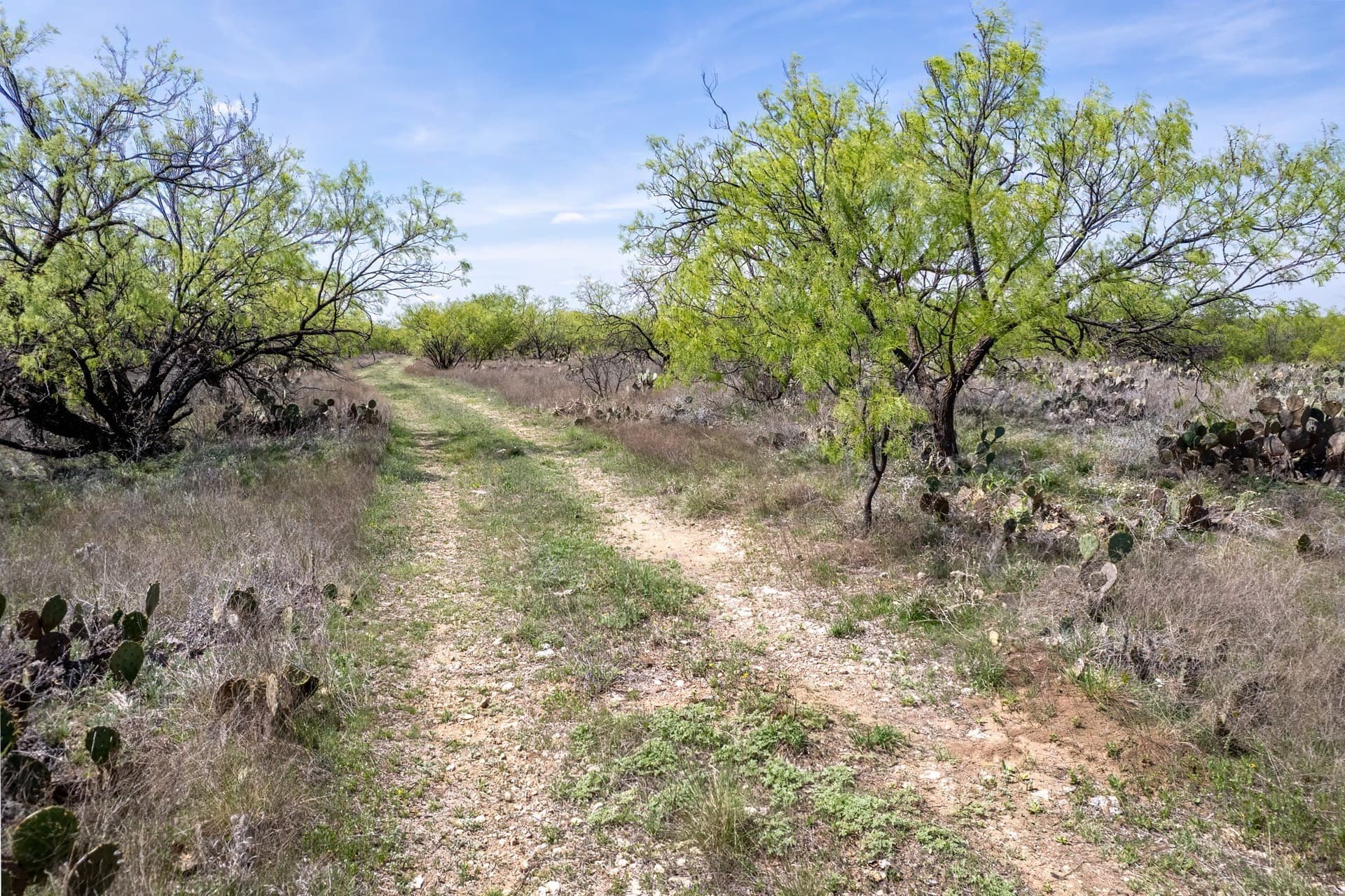 189 acres in Coleman County - photo 15